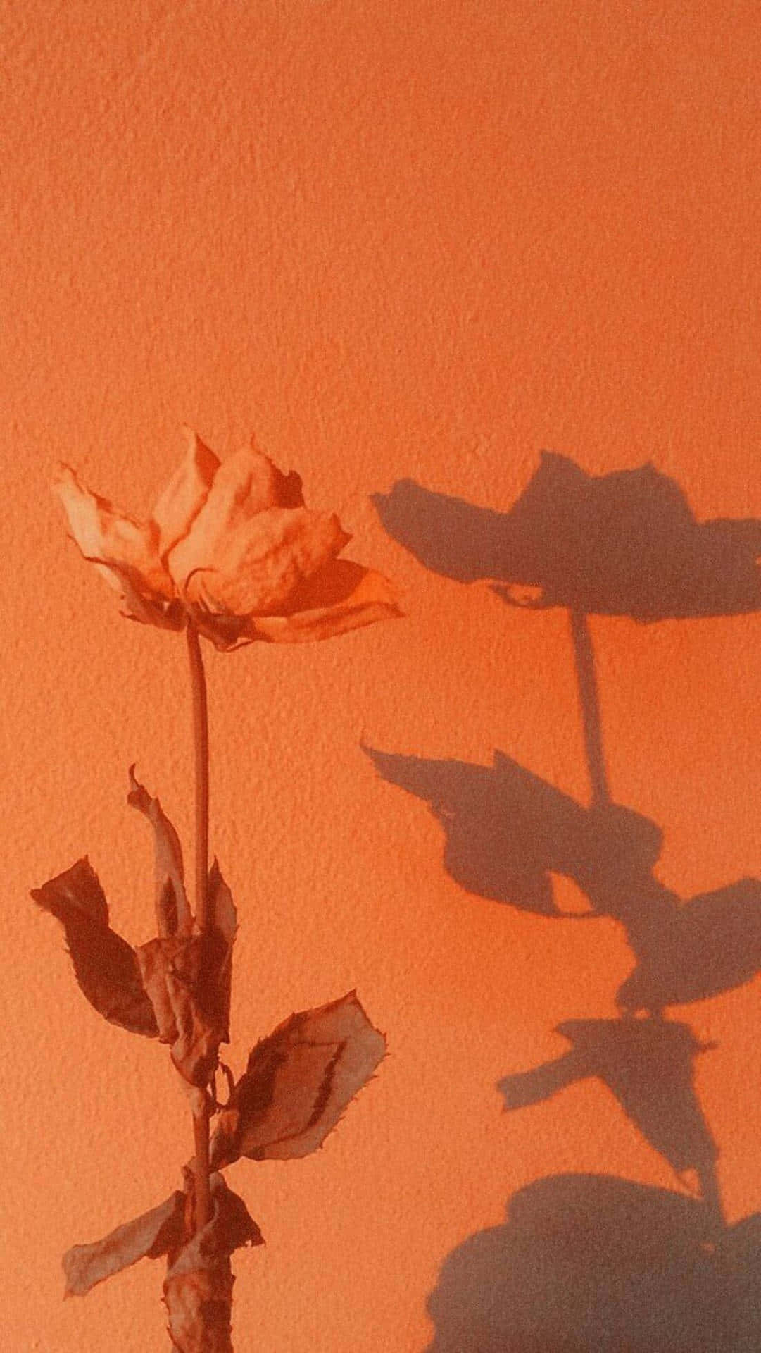 Orange Aesthetic Phone 桌布 壁紙 — 一朵枯萎的玫瑰在溫暖光線下，在帶有紋理的橙色牆上投下清晰的陰影。