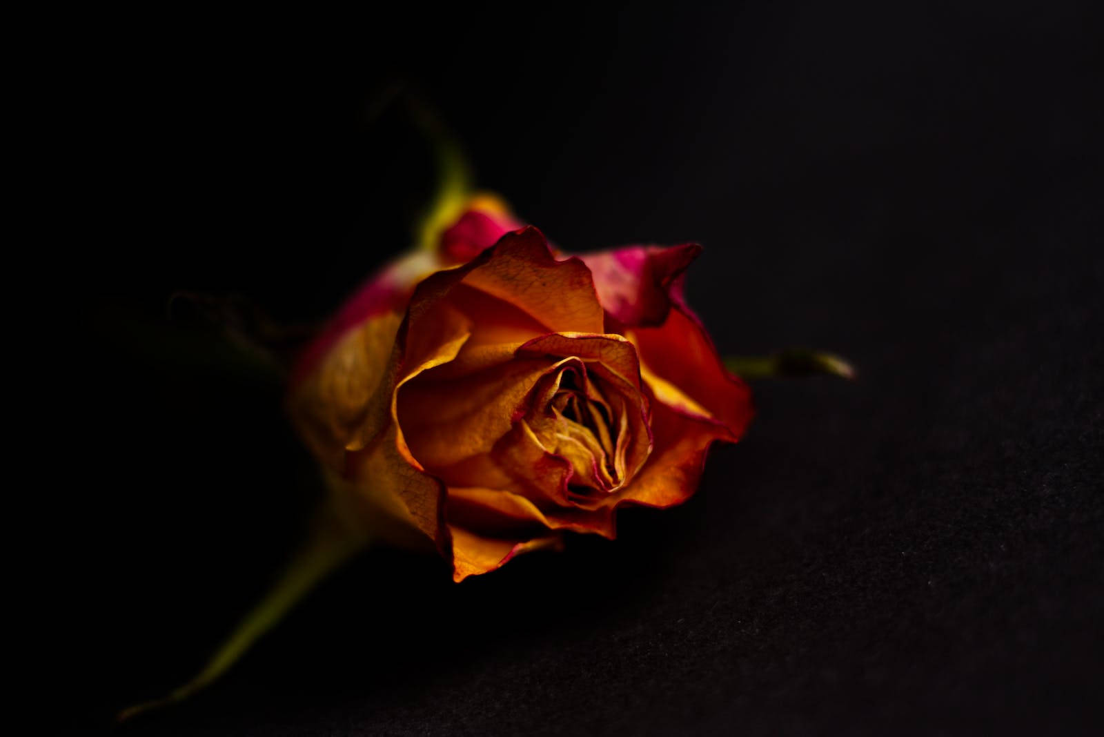 Rose HD 桌布 壁紙 — 一朵枯萎的玫瑰花蕾，帶有溫暖的琥珀色和深紅色調，襯托在深黑色背景上。