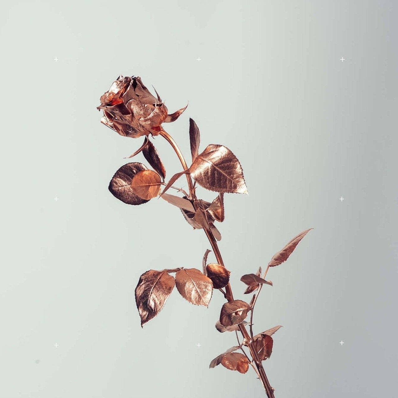 Rose Flower 桌布 壁紙 — 一朵枯萎的玫瑰莖，帶有青銅色的葉子和花瓣，立在淡薄荷色背景上，帶有微妙的星狀斑點。