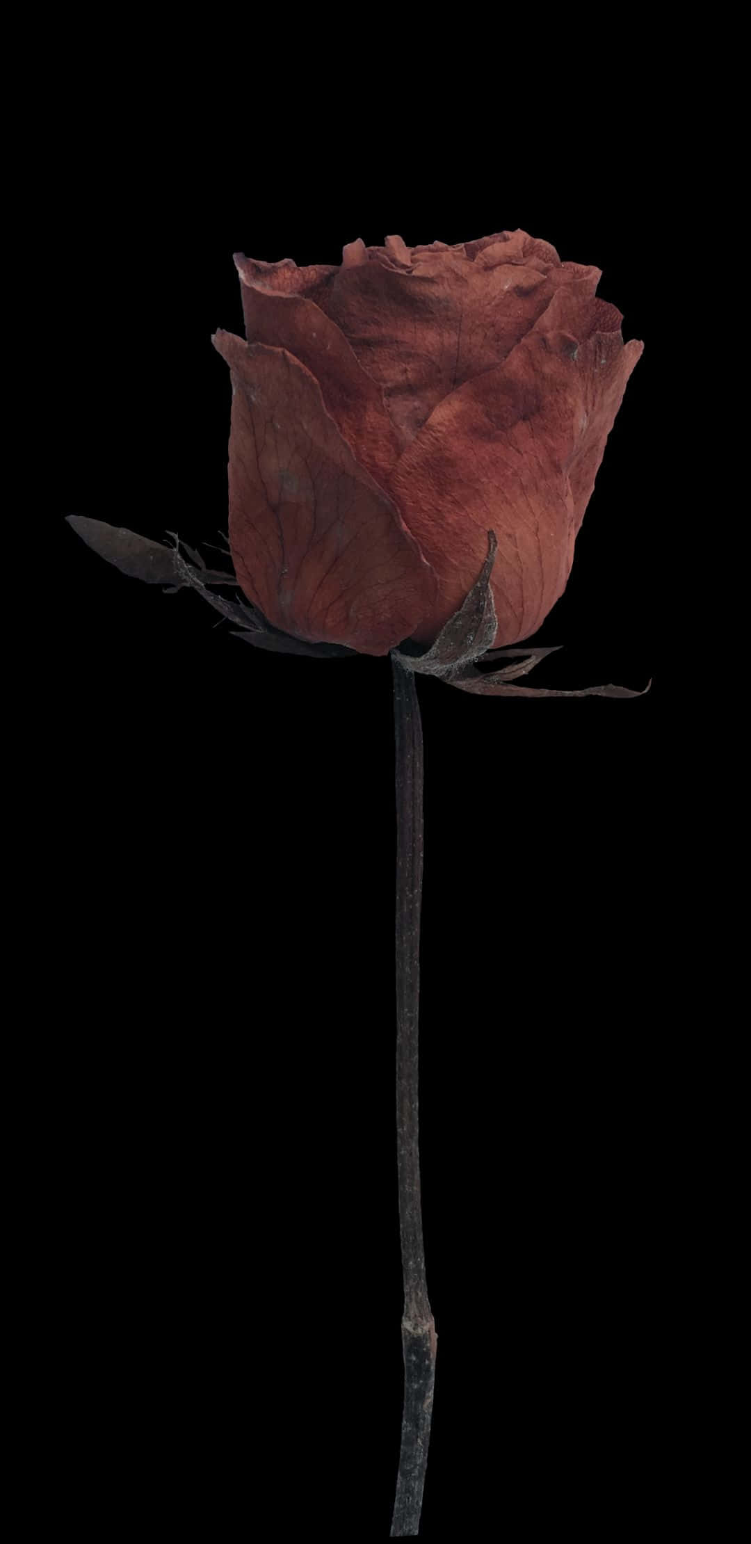 1080x2220 桌布 壁紙 — 一朵枯萎的紅玫瑰，花瓣捲曲，莖部深色，孤立地立在純黑色背景上。