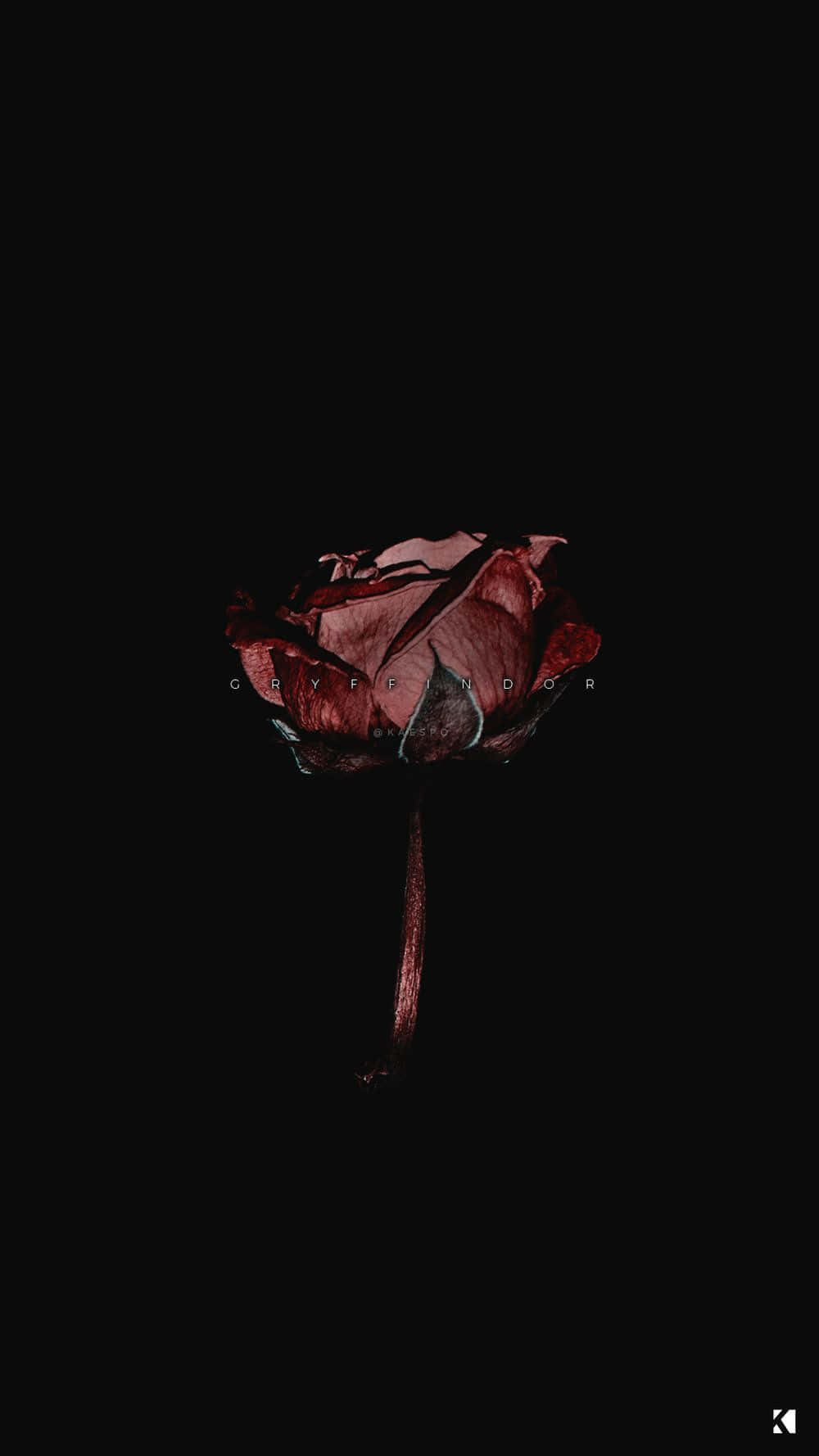 Aesthetic Rose 桌布 壁紙 — 一朵枯萎的紅玫瑰在漆黑的背景上隱約發光，花瓣上微妙地蝕刻著「GRYFFINDOR」文字。