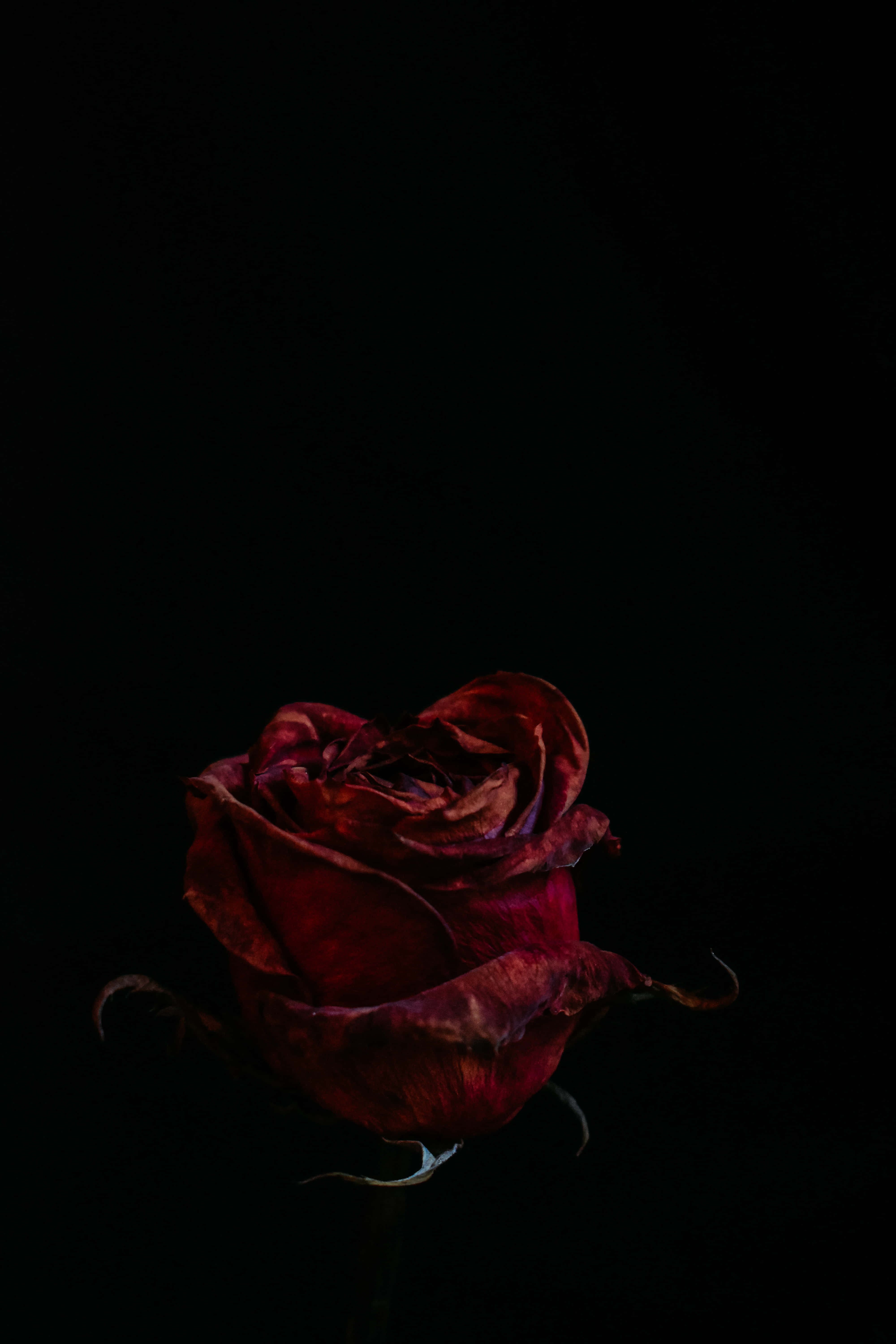 Red Rose 桌布 壁紙 — 一朵枯萎的紅玫瑰在漆黑背景中，於戲劇性的低光下閃耀。