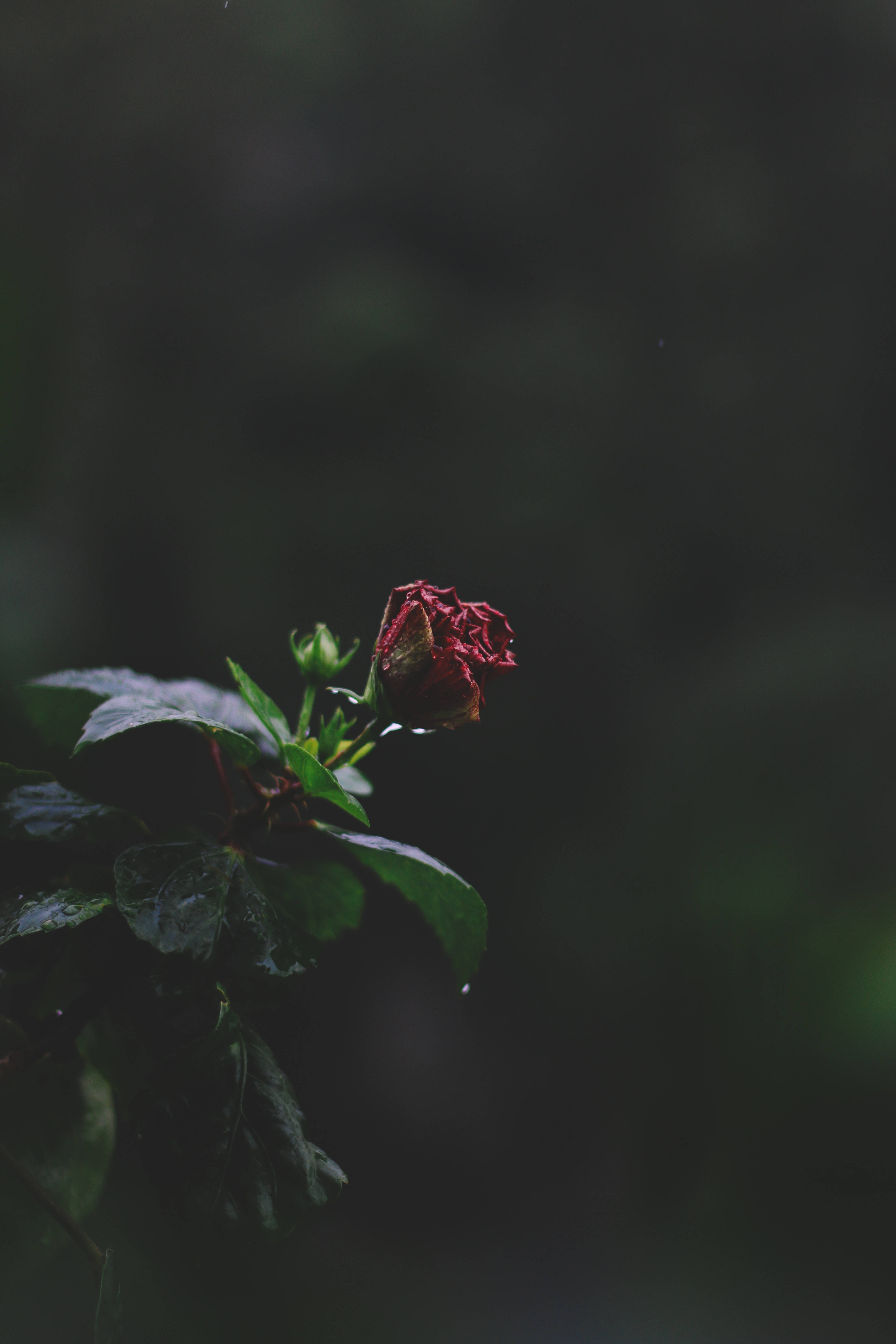 Screen 桌布 壁紙 — 一朵枯萎的紅色木芙蓉花在黑暗模糊的森林背景下優雅地低垂。
