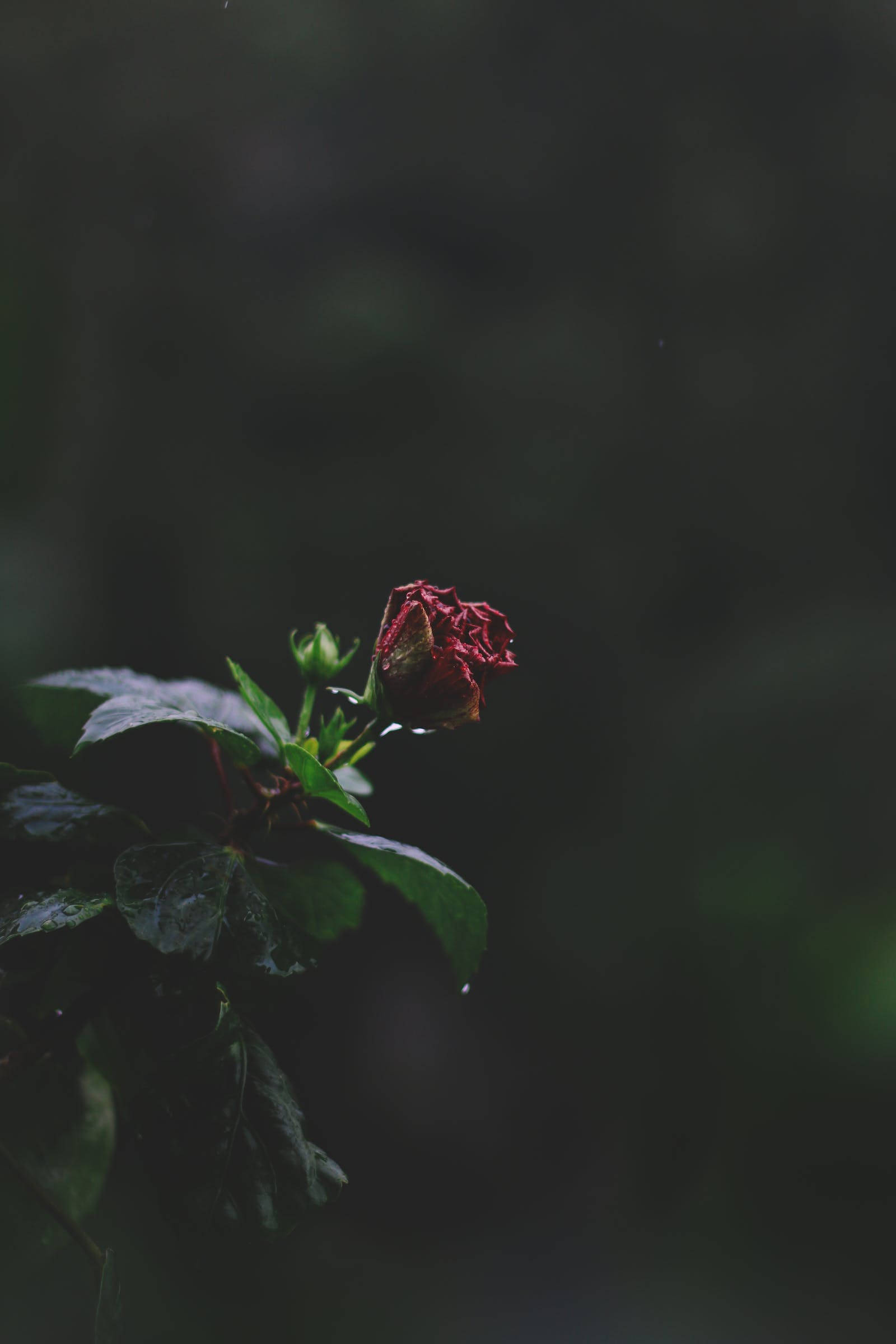 Rose iPhone 桌布 壁紙 — 一朵枯萎的紅色木芙蓉花在黑暗模糊的森林背景下悲傷地低垂著。
