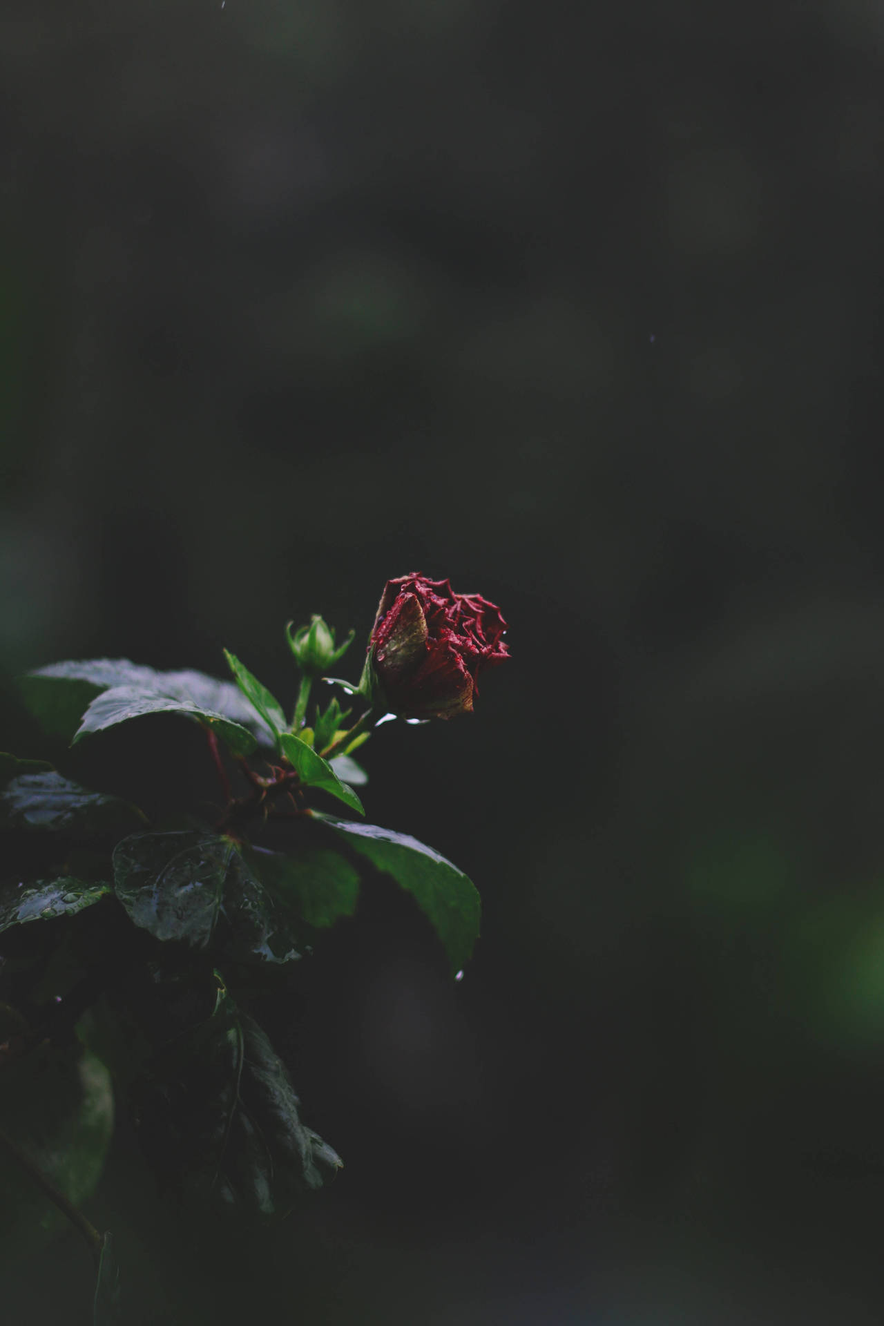 少女風 桌布 壁紙 — 一朵枯萎的紅色木芙蓉花垂在帶露水的莖上，背景是黑暗模糊的森林。