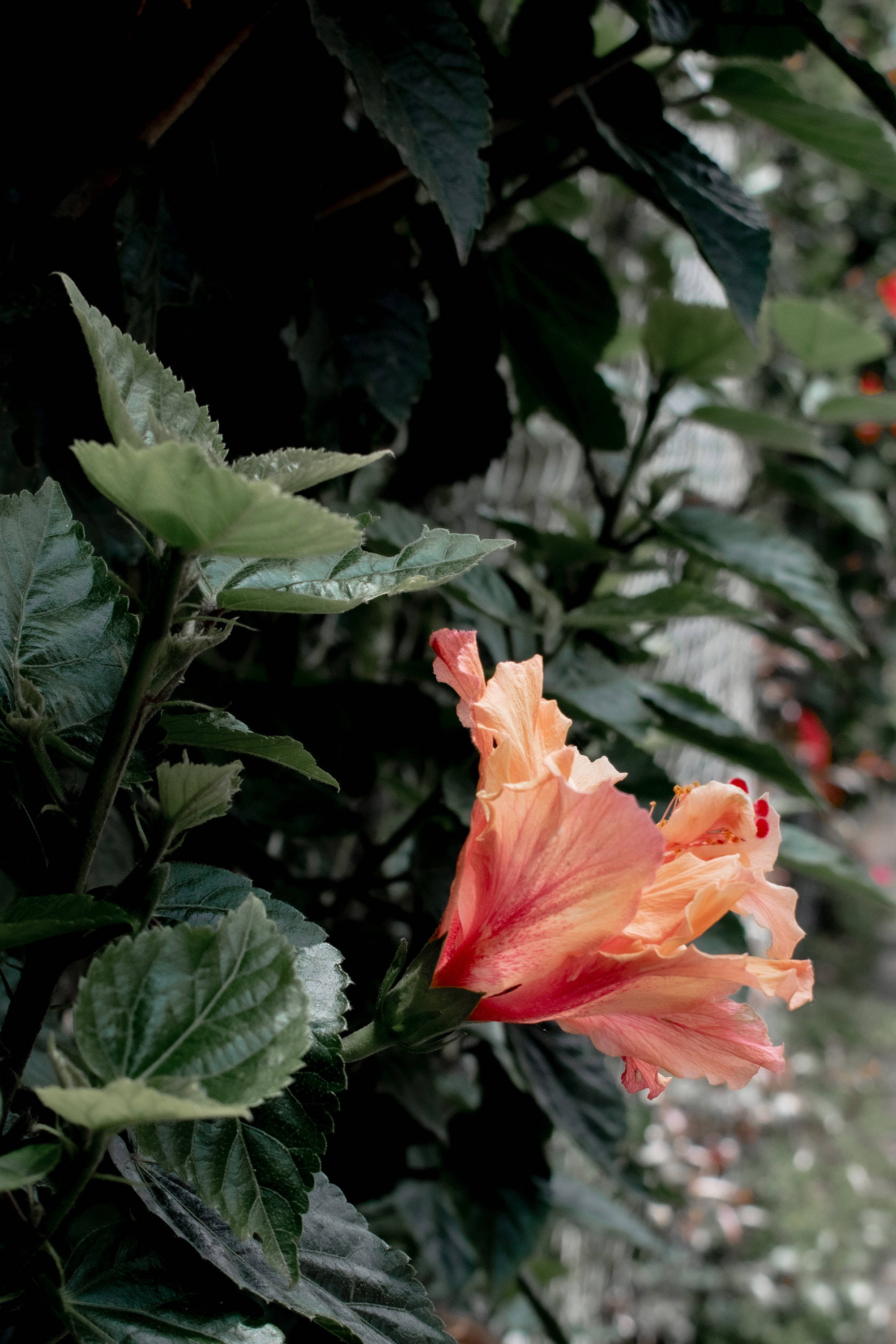 Plant Aesthetic 桌布 壁紙 — 一朵柔和的桃色木芙蓉在陰暗花園中，以茂密的深綠色葉子為背景，鮮豔地綻放。