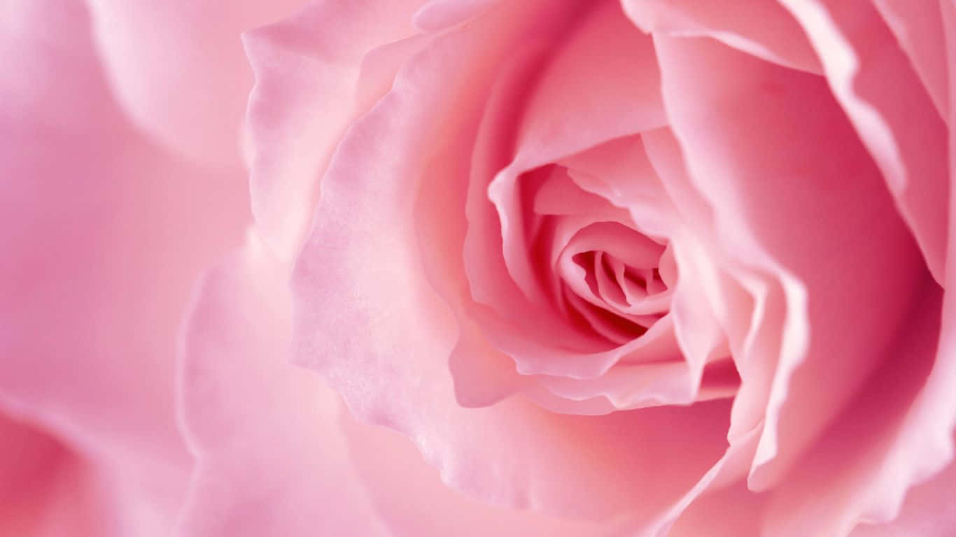 1366x768 Roses 桌布 壁紙 — 一朵柔和的粉紅玫瑰以精緻的層次綻放，柔和的光線突顯其天鵝絨般的花瓣。