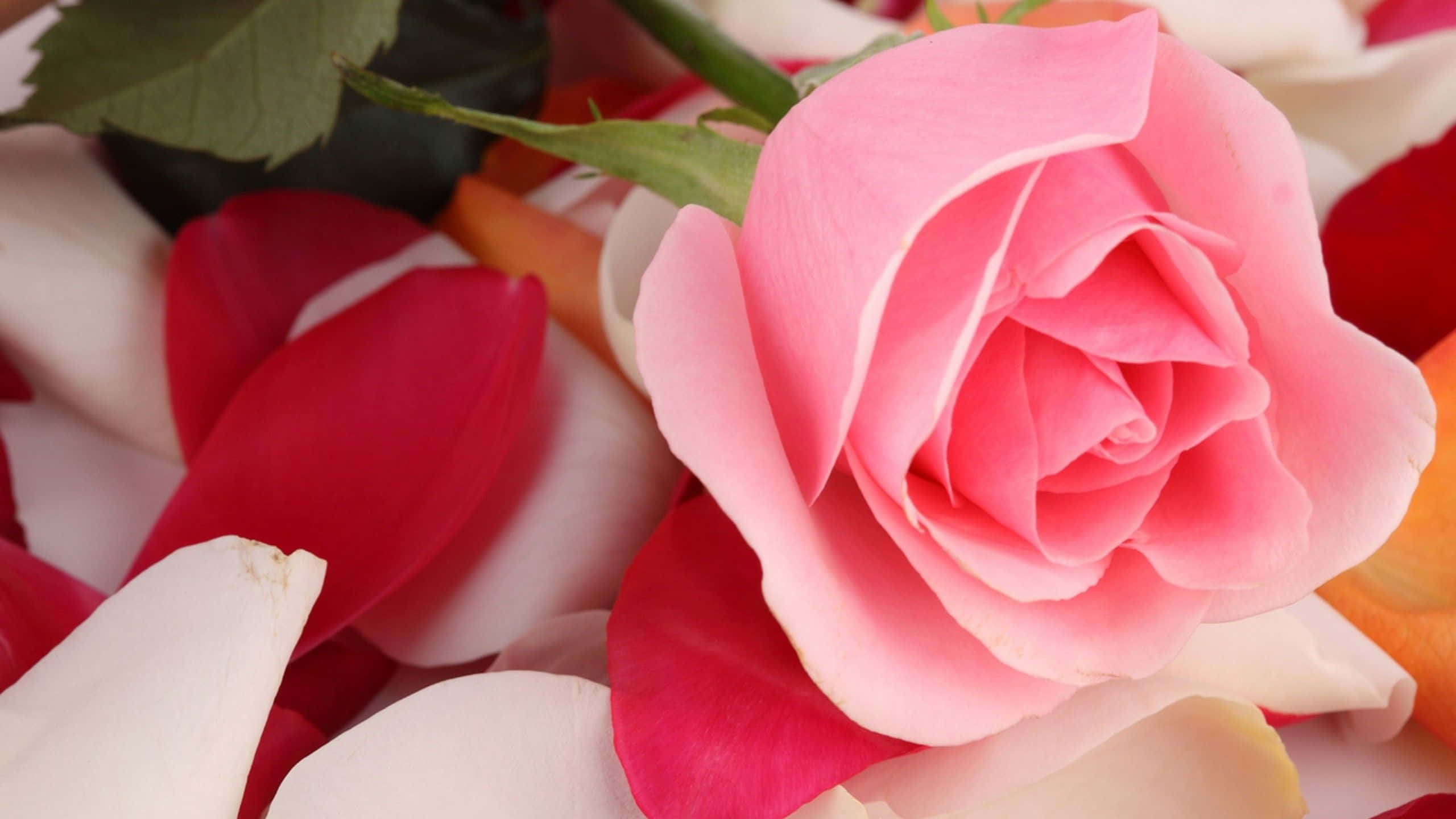 Pink Roses 桌布 壁紙 — 一朵柔和的粉紅玫瑰在散落的紅、白、橙色花瓣和綠葉中盛開，特寫花卉佈置。