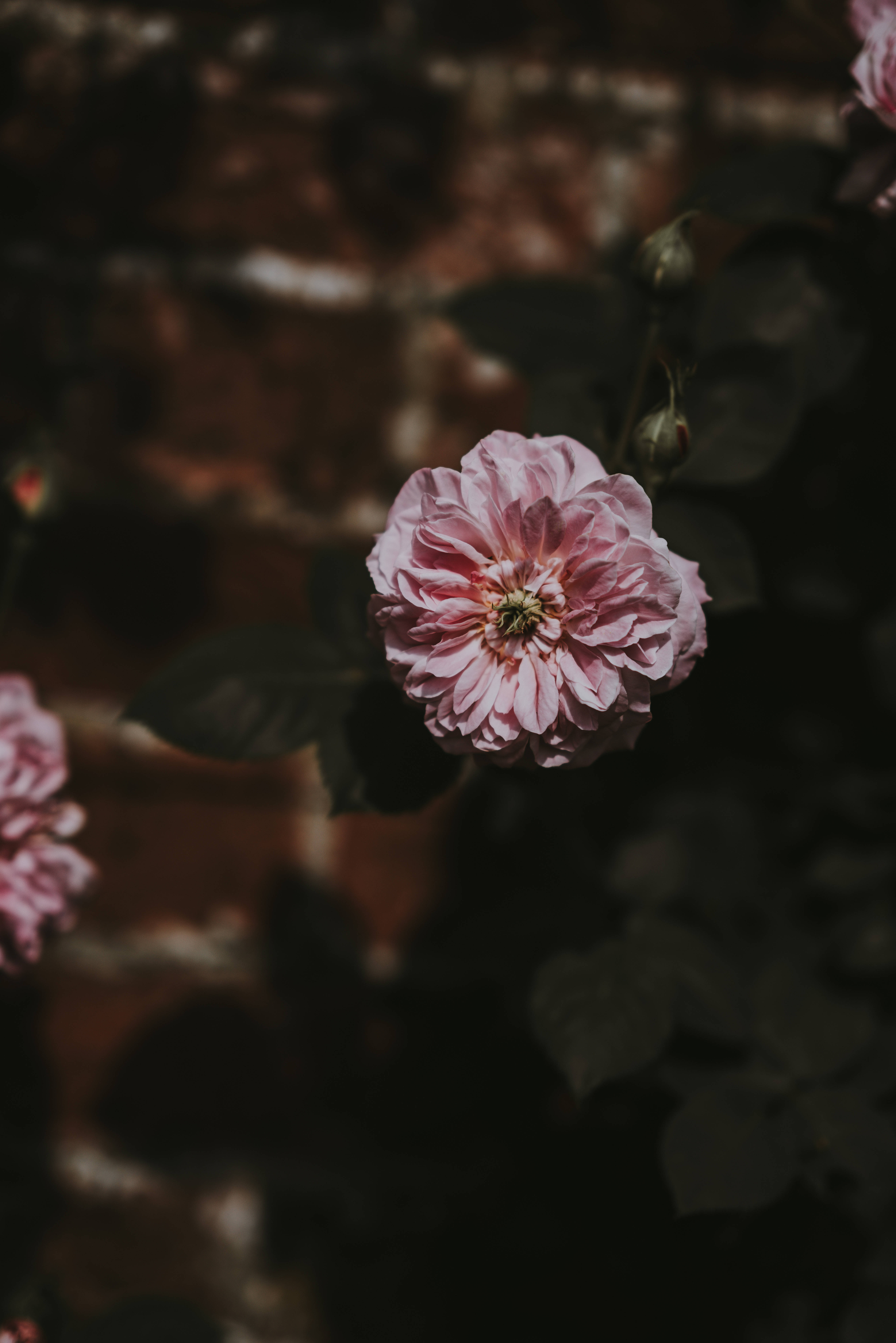Aesthetic Rose 桌布 壁紙 — 一朵柔和的粉紅玫瑰在模糊的磚牆前綻放，帶有深色陰影和深綠色葉子。