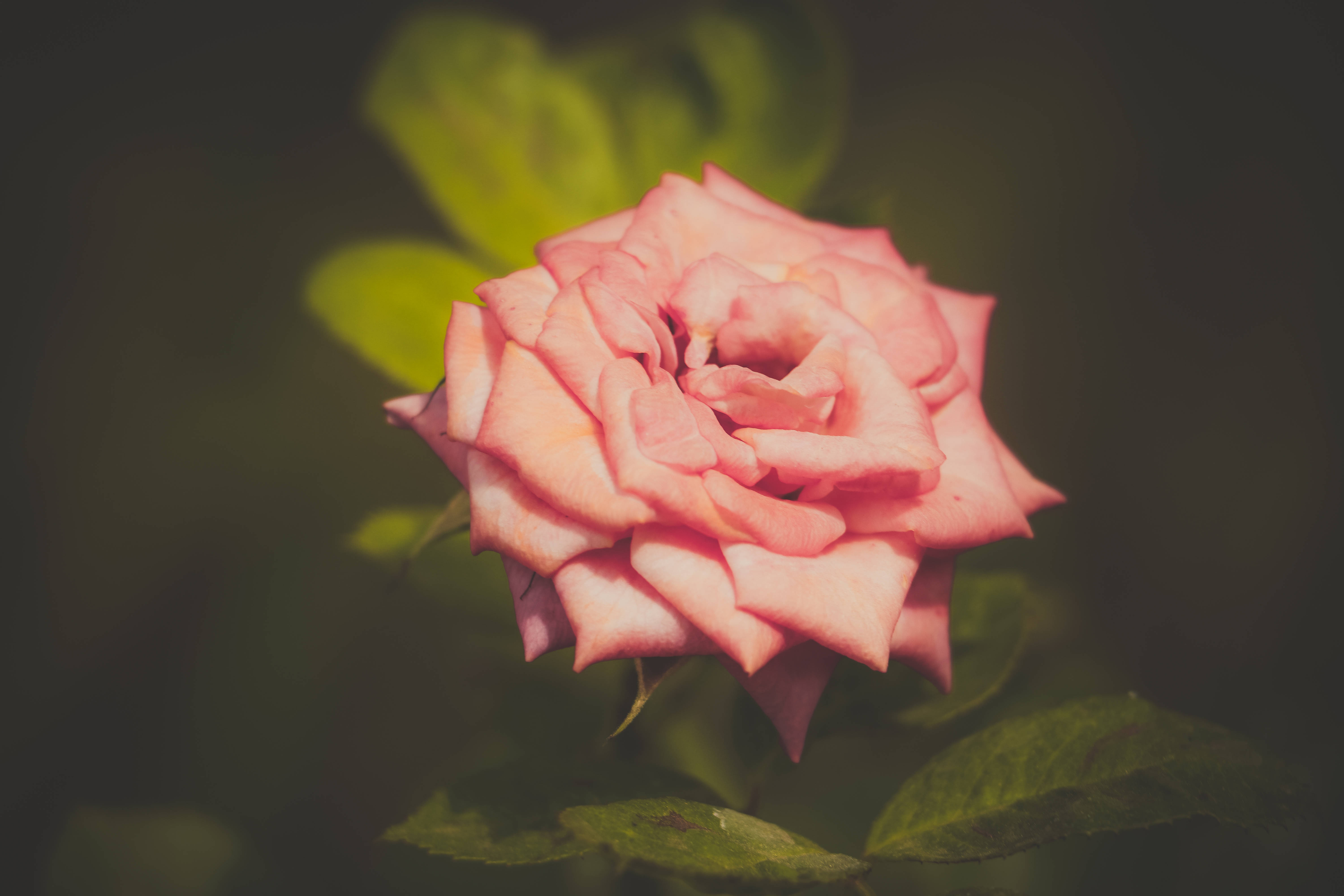 beautiful rose HD 桌布 壁紙 — 一朵柔和的粉紅玫瑰在模糊的綠色和深色背景上，伴隨著柔和的光線，細膩地綻放。