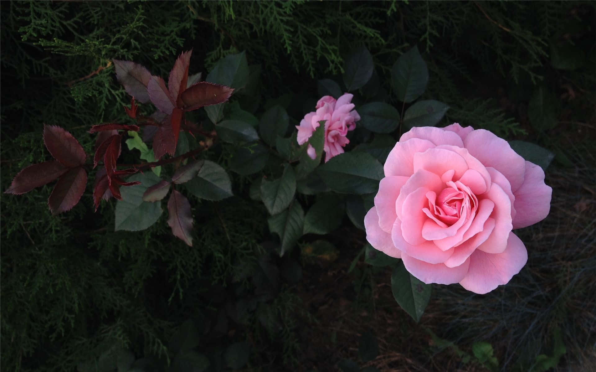 Pink Flower 桌布 壁紙 — 一朵柔和的粉紅玫瑰在深綠色葉子和深紅色葉子的背景下鮮豔綻放。