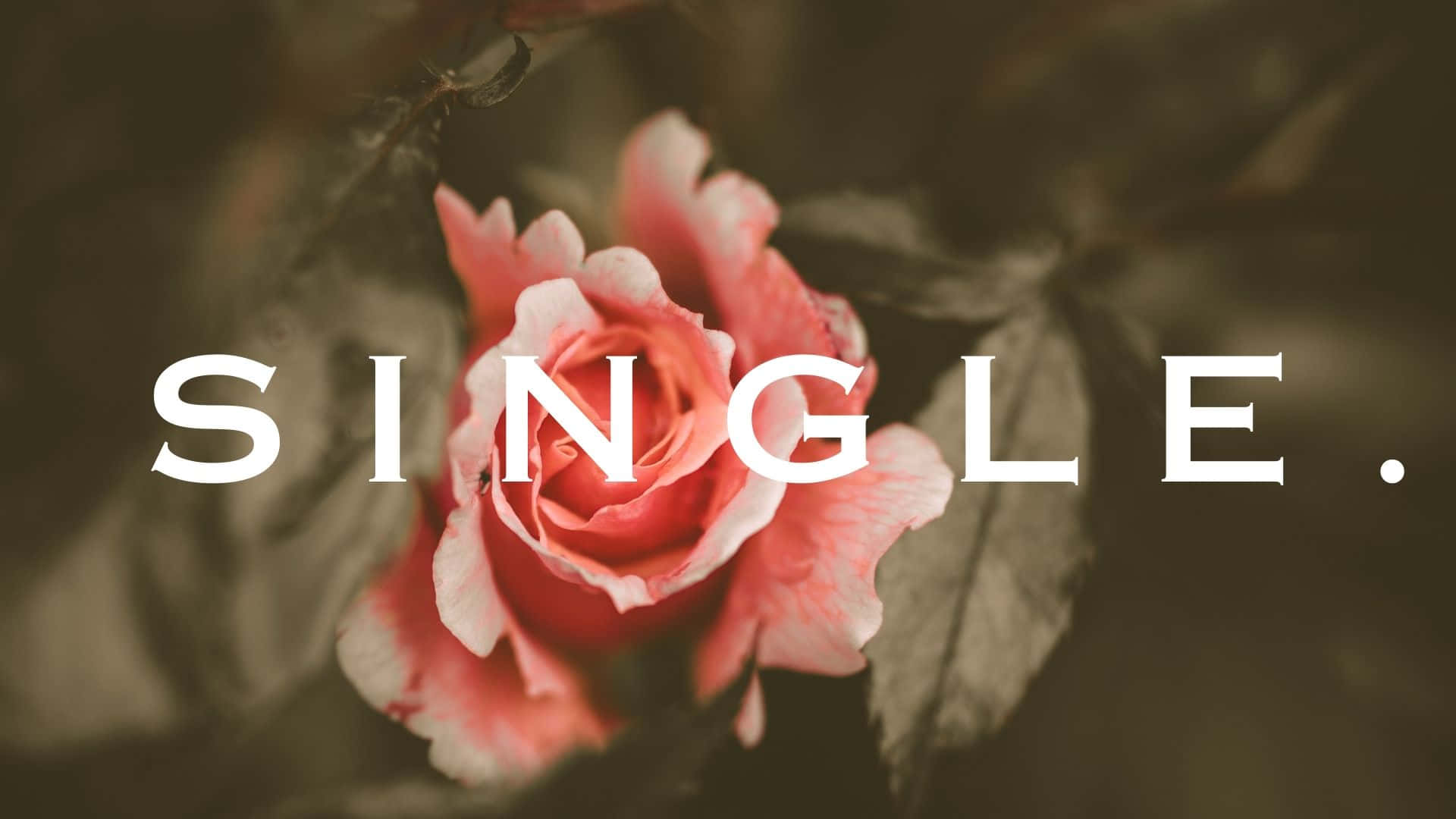 Single 桌布 壁紙 — 一朵柔和的粉紅玫瑰在粗體白色文字「SINGLE.」後方綻放，背景為柔和的棕色。
