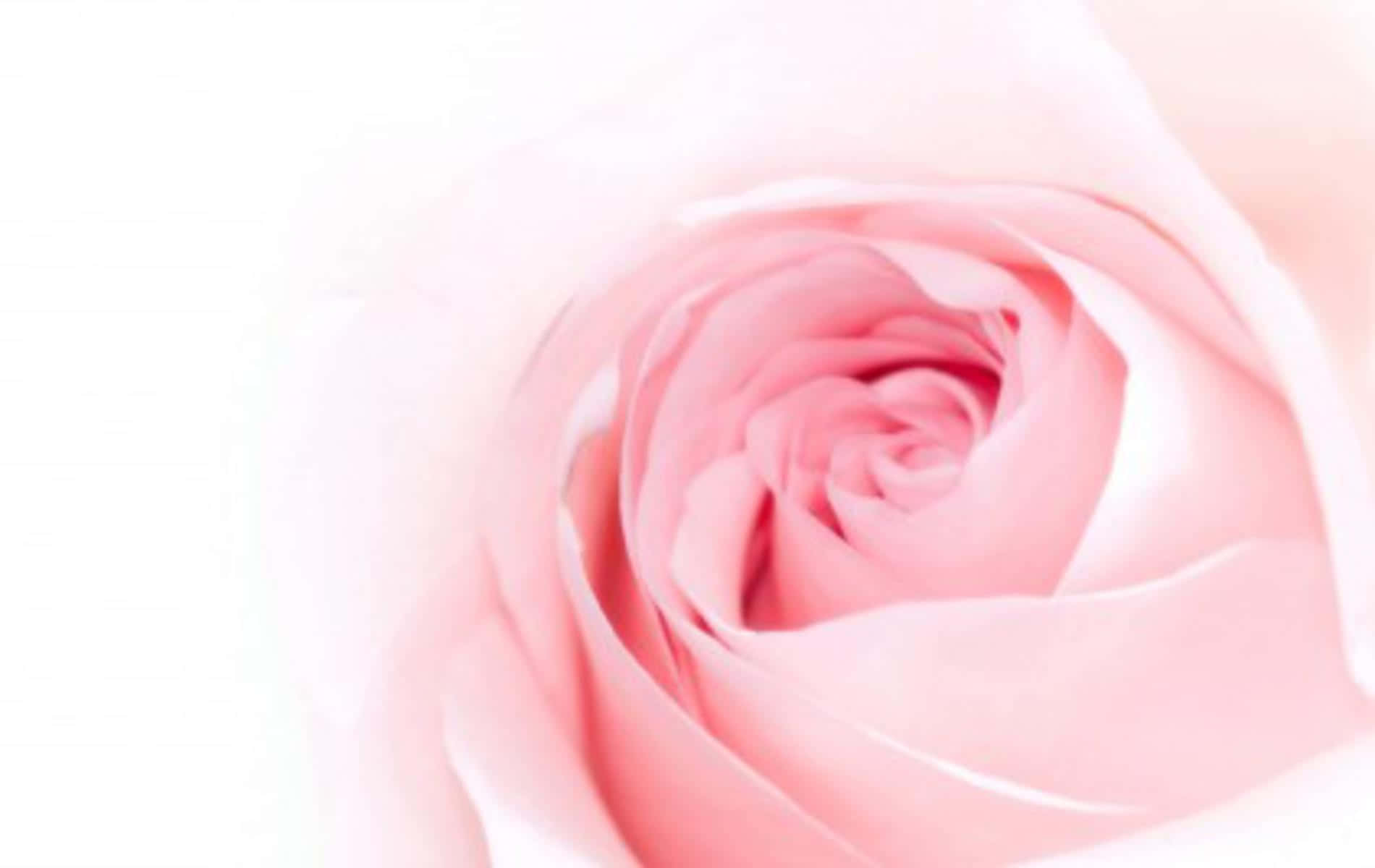 Pink Rose 桌布 壁紙 — 一朵柔和的粉紅玫瑰在純白背景上以溫柔的曲線綻放，花瓣散發著細膩的光芒。