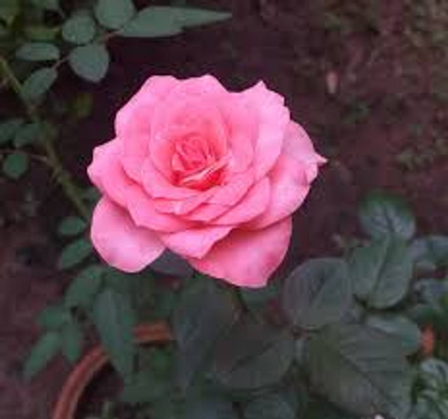 花 桌布 壁紙 — 一朵柔和的粉紅玫瑰在花園環境中，在茂密的綠葉間盛開。