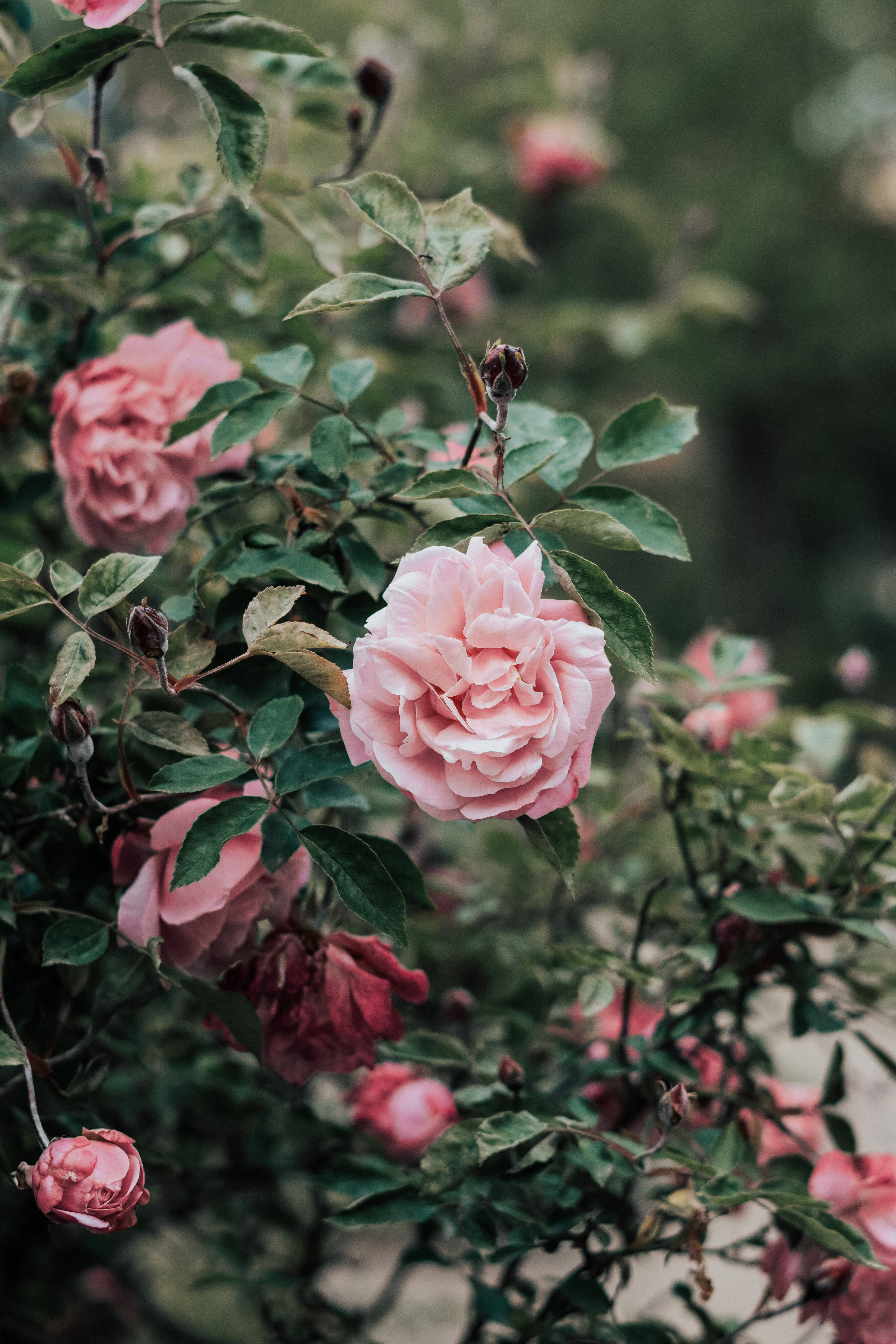 Rose iPhone 桌布 壁紙 — 一朵柔和的粉紅玫瑰在茂密的綠葉和模糊的背景花朵中鮮豔綻放。
