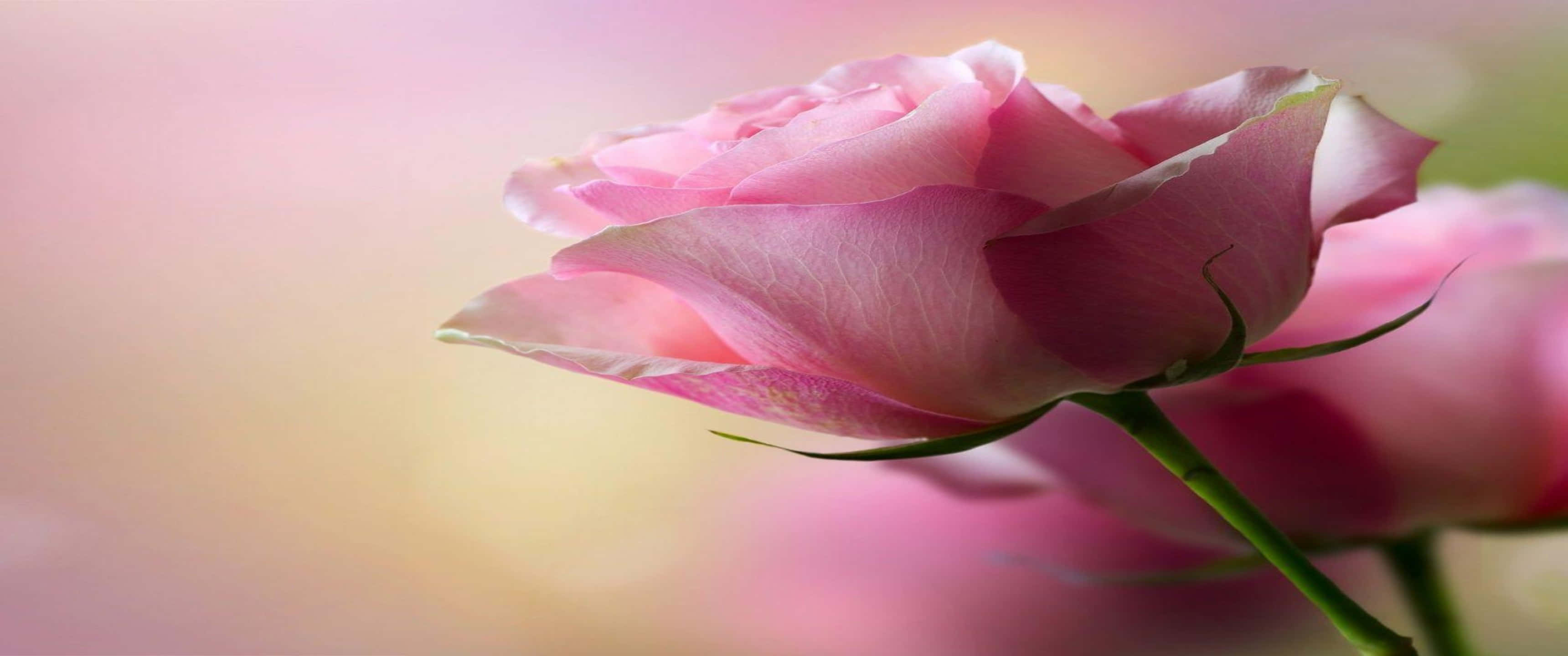3440x1440p Roses 桌布 壁紙 — 一朵柔和的粉紅玫瑰正在細膩綻放，帶有模糊的粉彩背景和柔和光線。