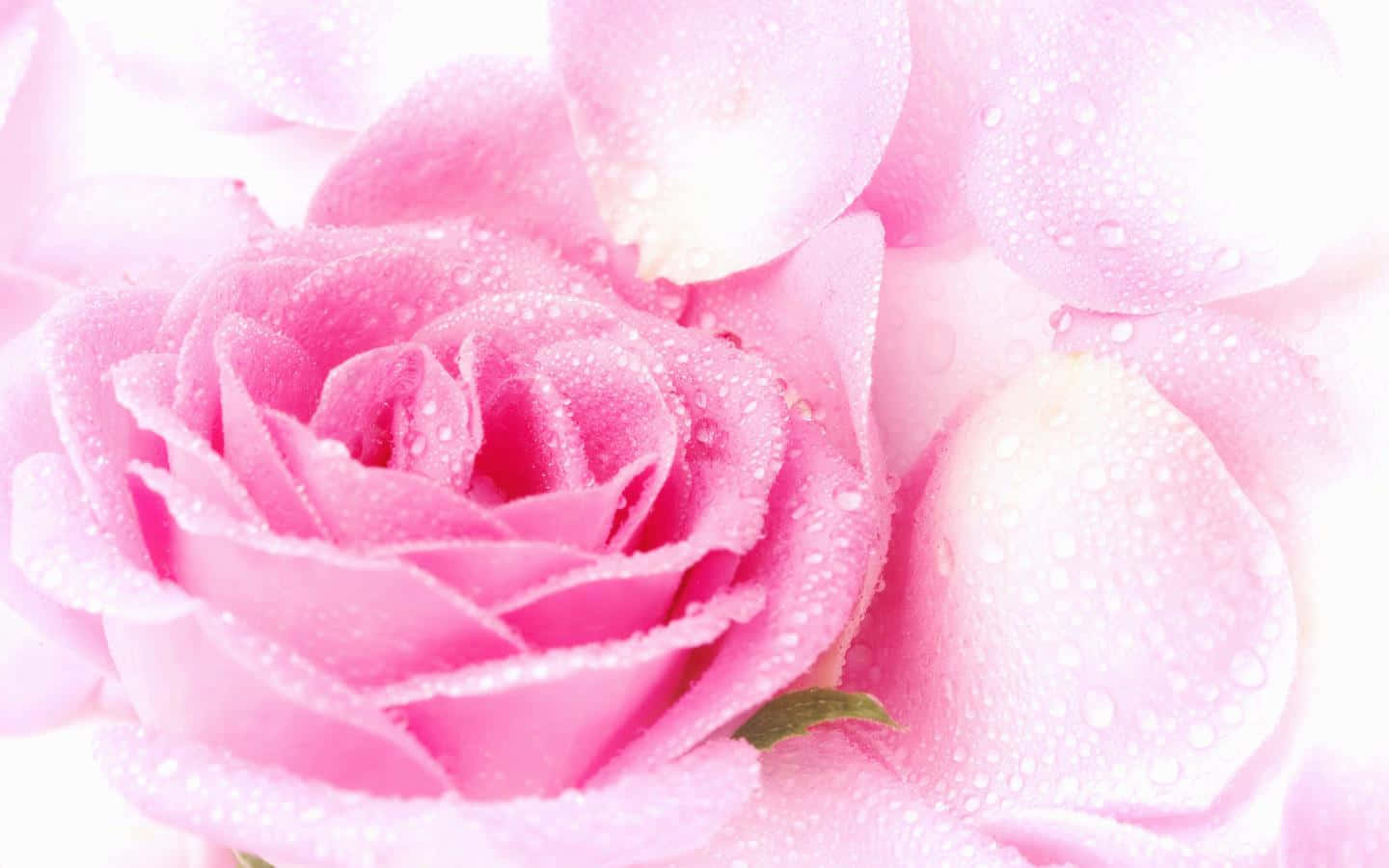 Pink Rose 桌布 壁紙 — 一朵柔和的粉紅玫瑰特寫，花瓣上閃爍著露珠，背景為明亮的白色。