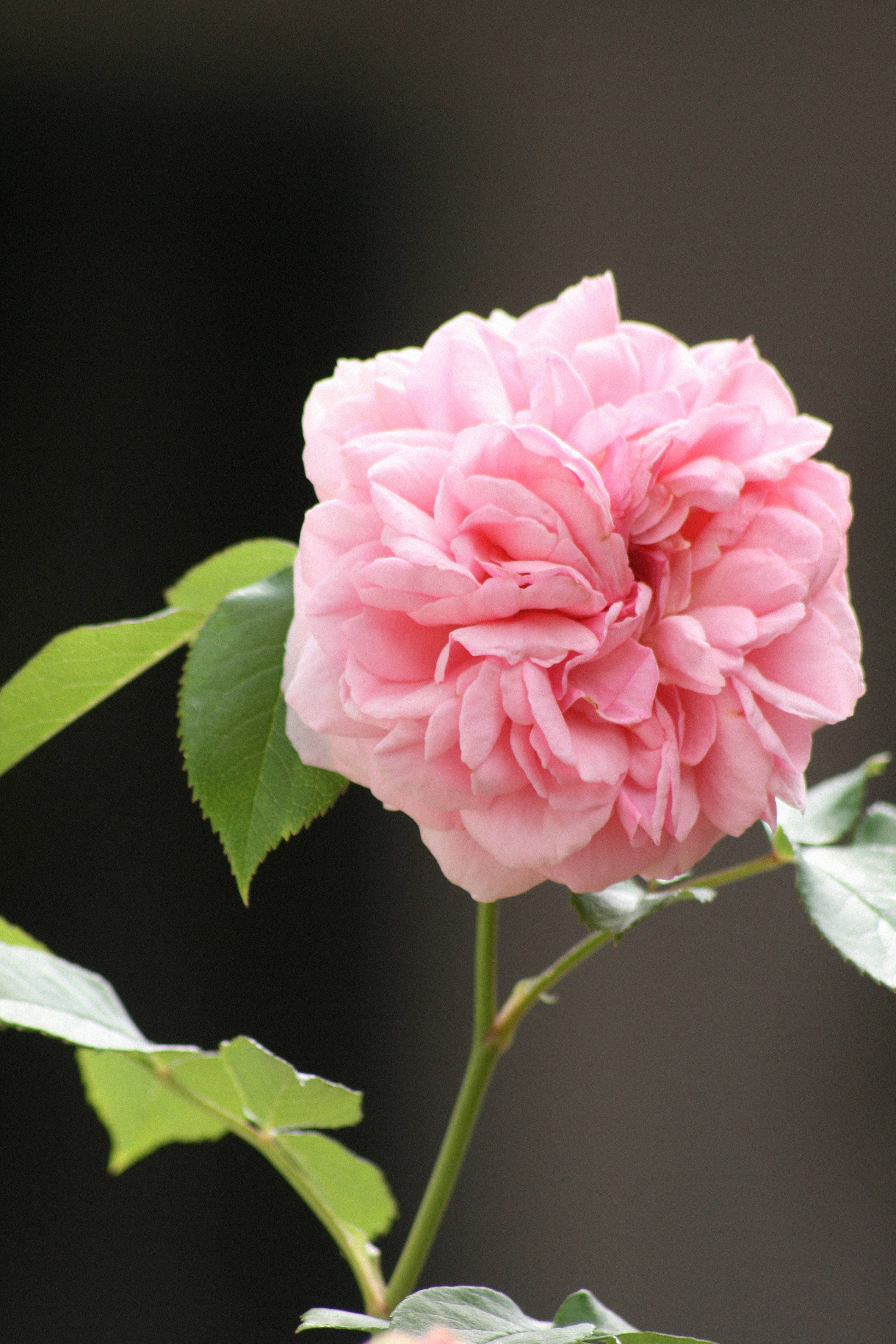 Aesthetic Rose 桌布 壁紙 — 一朵柔和的粉紅玫瑰盛開，層層花瓣和綠葉襯托著黑暗模糊的背景。