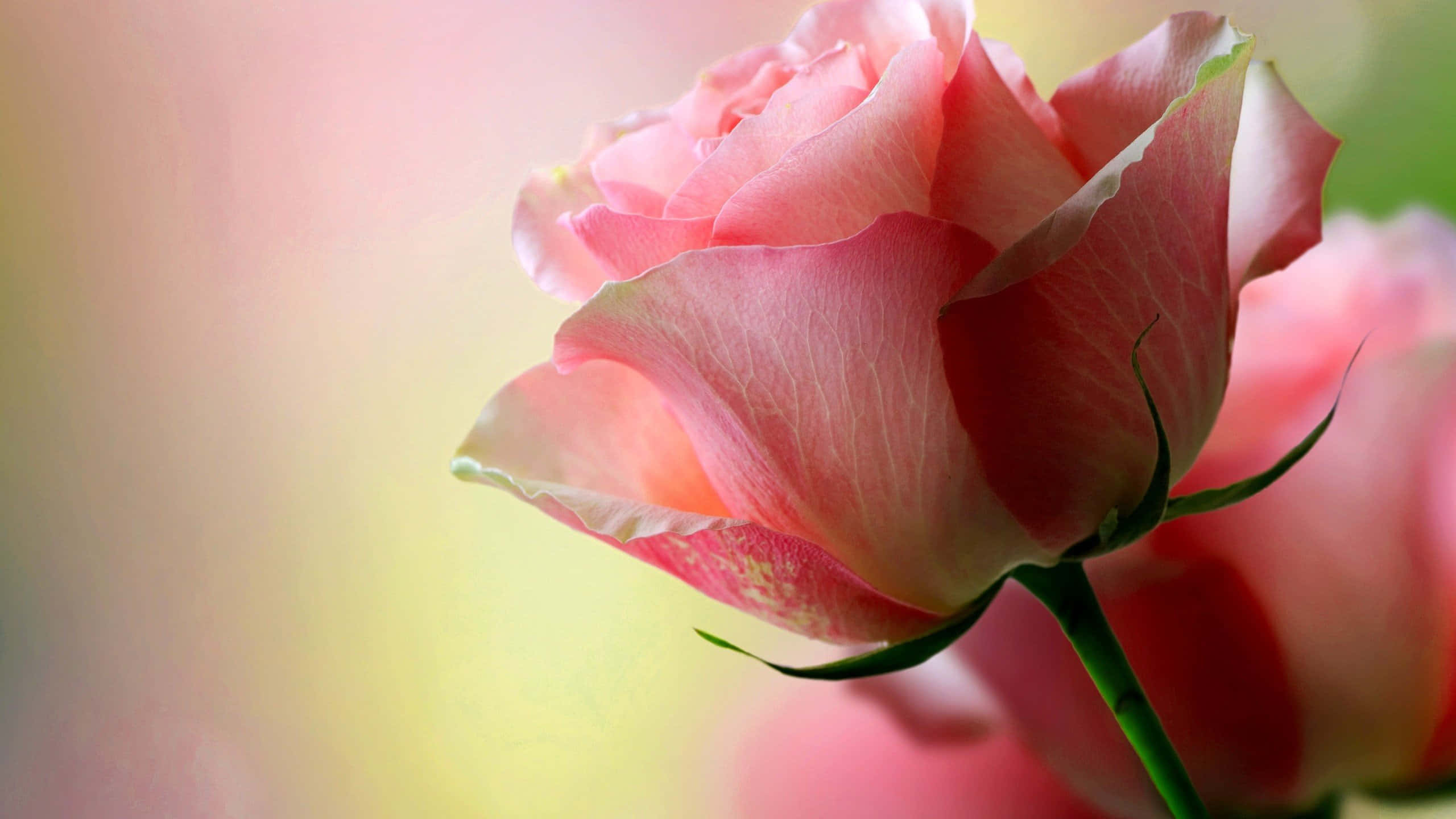 HD Rose 桌布 壁紙 — 一朵柔和的粉紅玫瑰盛開，帶有精緻的花瓣和綠色莖，背景是模糊的柔和色調。