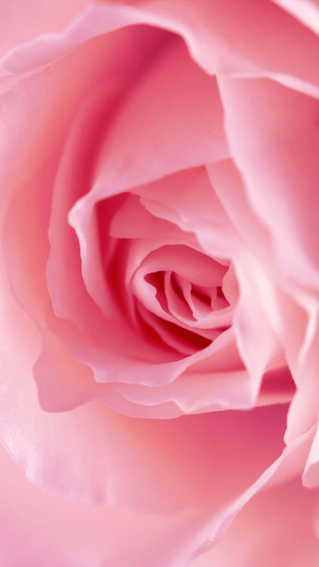 Pink Flower 桌布 壁紙 — 一朵柔和的粉紅玫瑰盛開，細膩的花瓣以溫柔的螺旋展開。