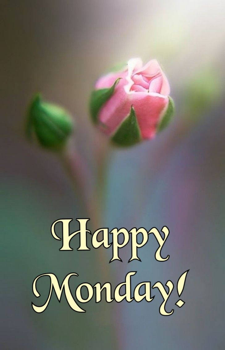 Happy Monday 桌布 壁紙 — 一朵柔和的粉紅玫瑰花蕾在模糊的粉彩背景上輕輕綻放，下方寫有「Happy Monday!」。