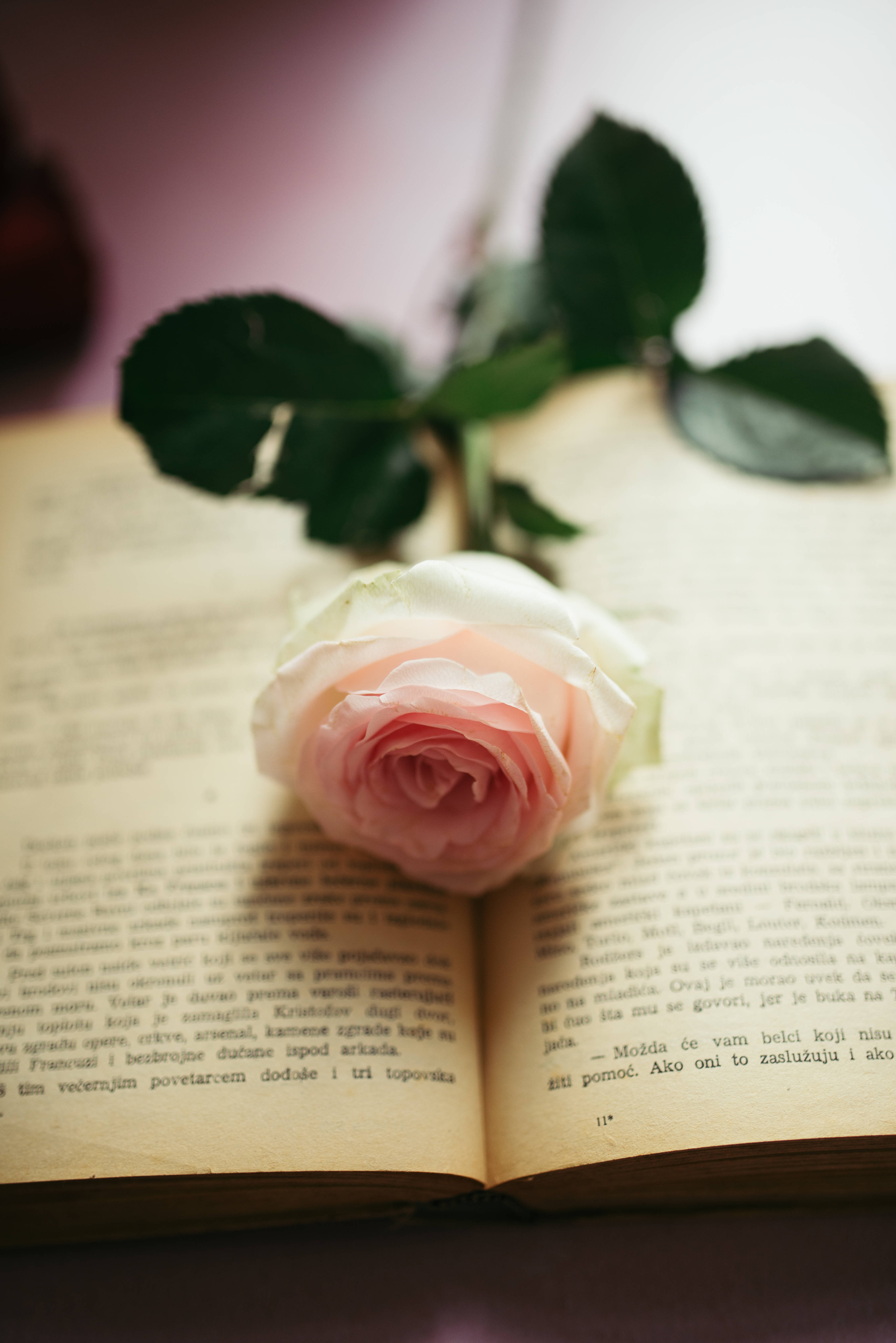 Aesthetic Rose 桌布 壁紙 — 一朵柔和的粉紅玫瑰輕輕地放在一本打開的書上，書頁泛黃，背景有深綠色的葉子。