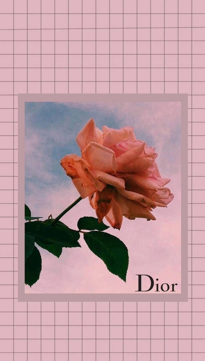 Dior 動態 桌布 壁紙 — 一朵柔和的粉紅玫瑰配綠葉，在粉彩天空襯托下綻放，並以帶有 'Dior' 文字的粉紅網格背景框住。