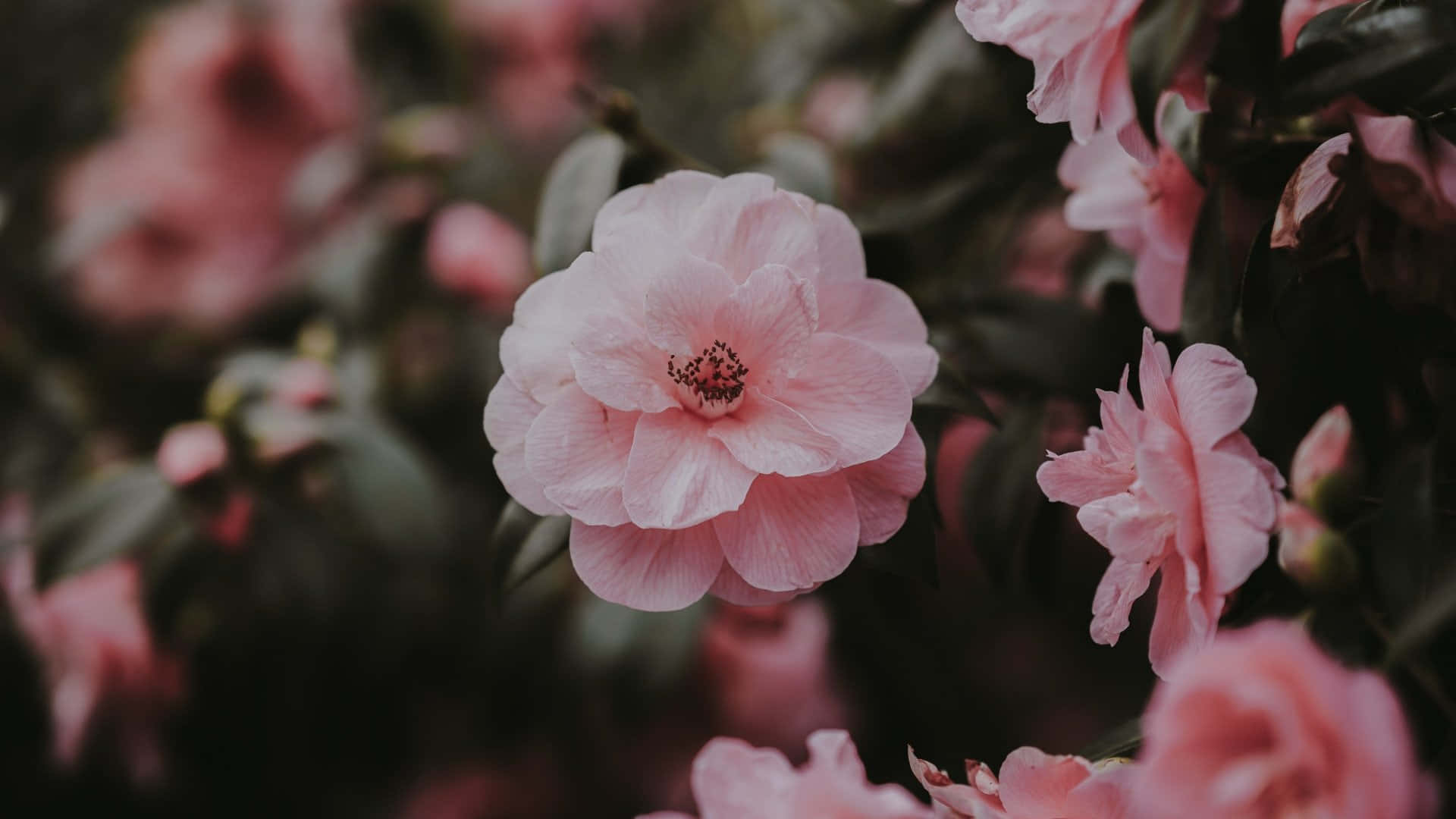 Aesthetic Rose 桌布 壁紙 — 一朵柔和的粉紅色山茶花在模糊的花園背景下盛開，焦點清晰，襯托著深綠色的葉子。