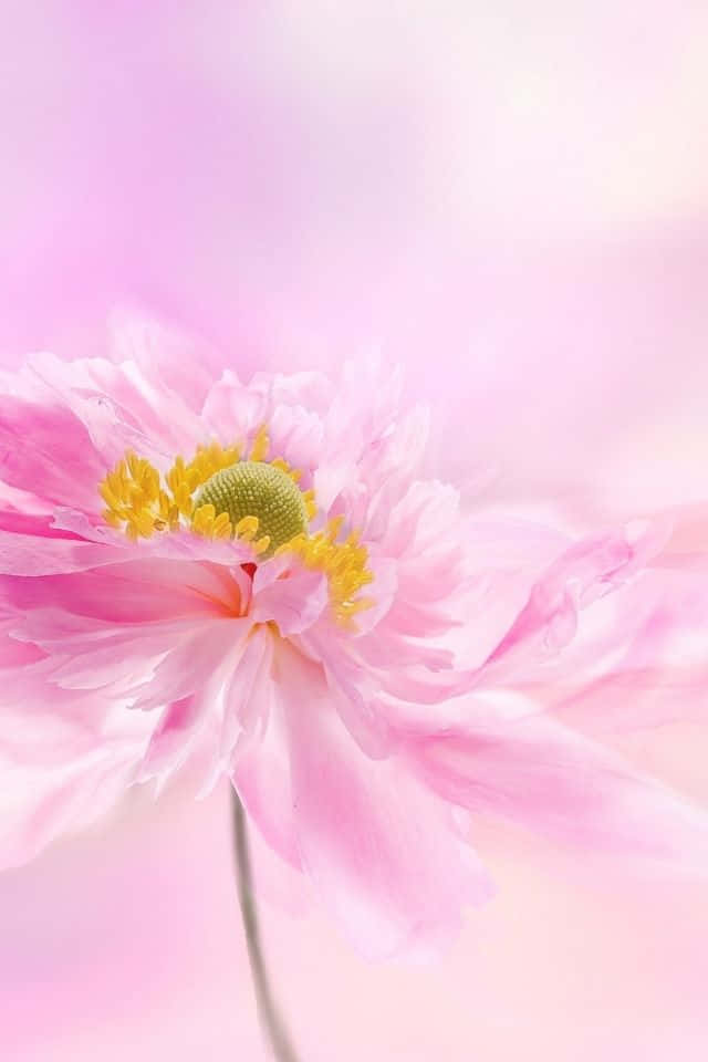 iPhone Flower 桌布 壁紙 — 一朵柔和的粉紅色牡丹，花瓣細膩，花心黃色，在夢幻般的粉彩粉紅背景中綻放。