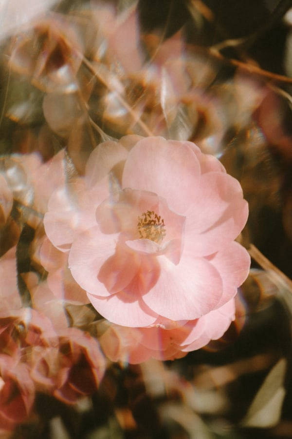 花朵美學動態圖 桌布 壁紙 — 一朵柔和的粉紅色花朵在溫暖的陽光下輕輕綻放，帶有夢幻般的鏡頭光暈和模糊的背景樹葉。