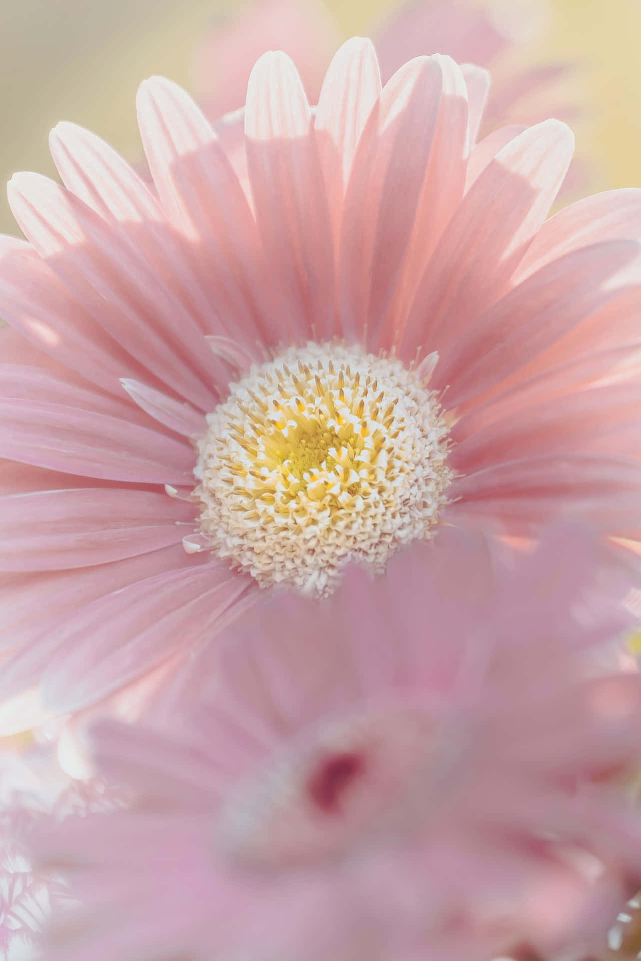 花 桌布 壁紙 — 一朵柔和的粉紅色非洲菊雛菊，黃色花心，在柔和陽光下盛開，前景有模糊的花瓣。