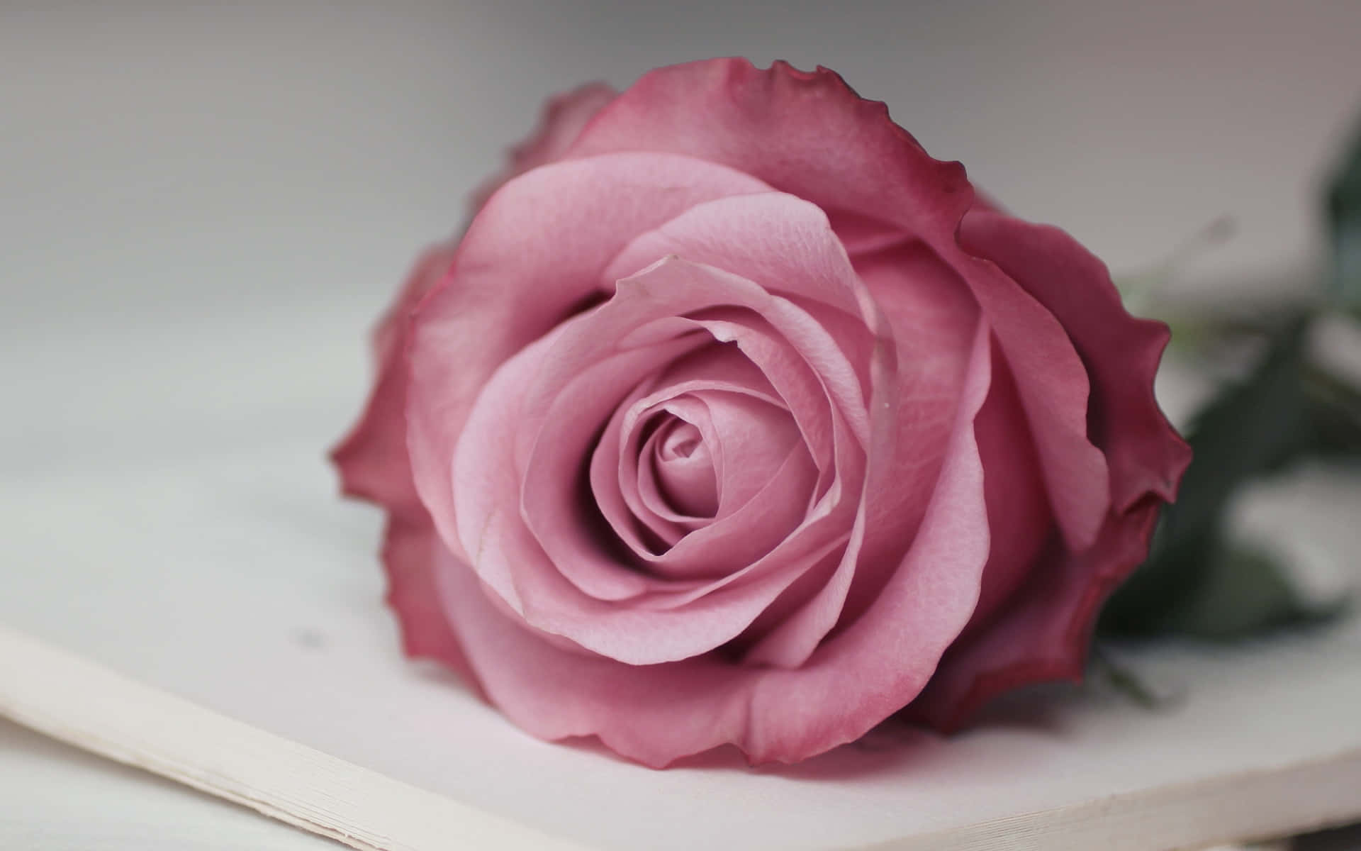 Cute Rose 桌布 壁紙 — 一朵柔和的紫紅色玫瑰，帶有精緻層疊的花瓣，輕輕地躺在白色表面上，柔和模糊的背景增強了其浪漫優雅。
