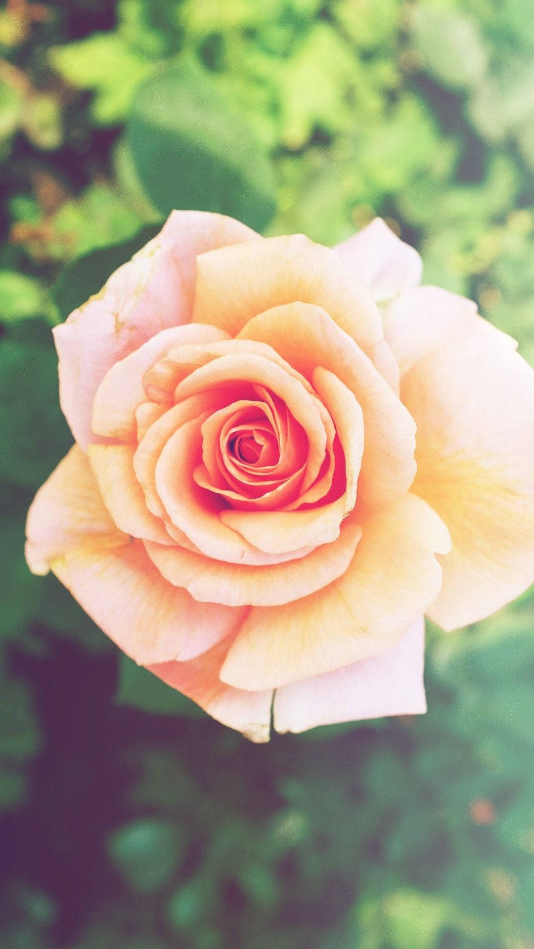 Rose iPhone 桌布 壁紙 — 一朵柔和的蜜桃玫瑰在溫暖燈光下，以柔和焦點在模糊的綠色花園背景下盛開。