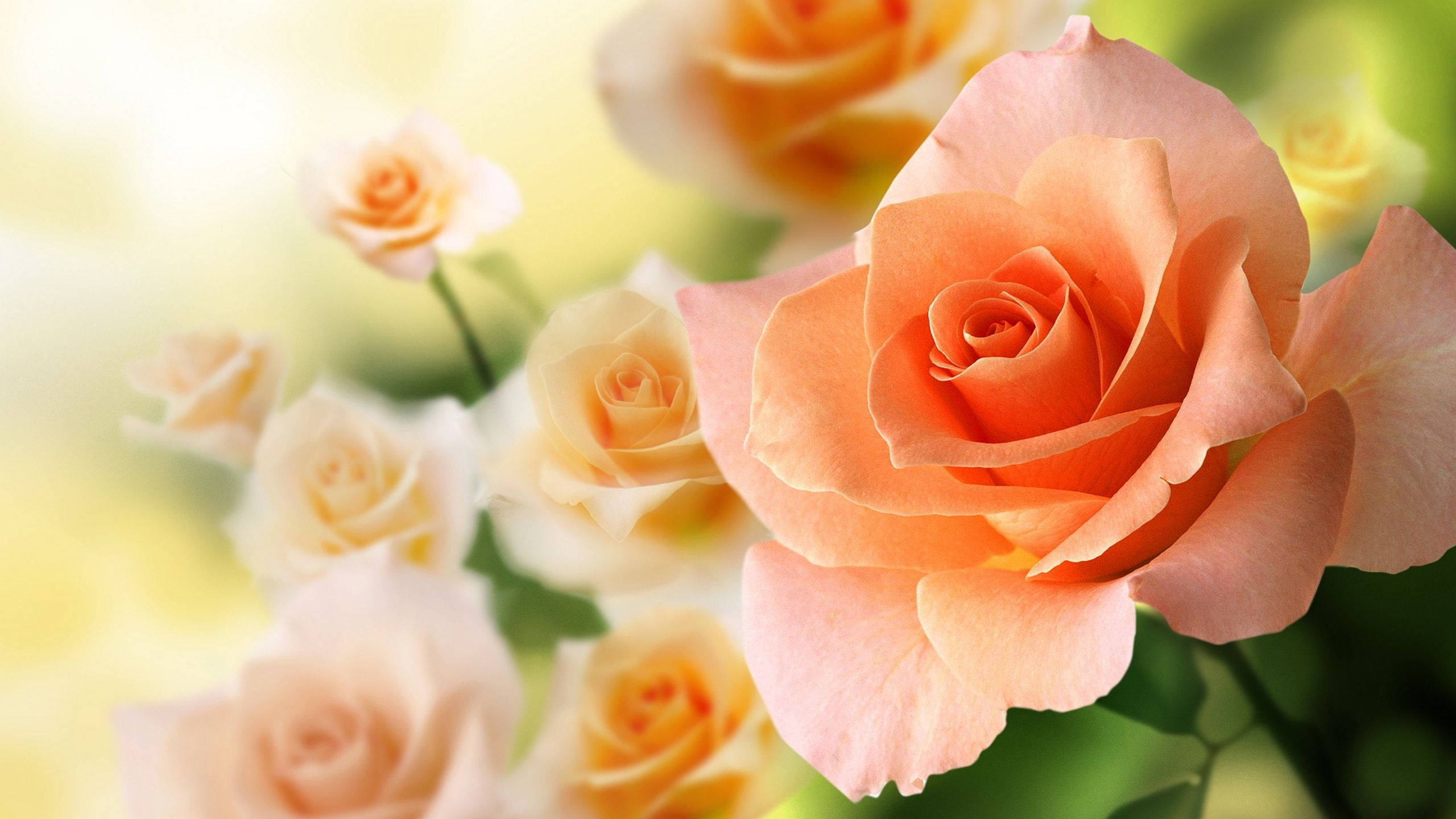 Rose Flower 桌布 壁紙 — 一朵柔和的蜜桃玫瑰在焦點中綻放，背景是夢幻般模糊的類似玫瑰和綠植。