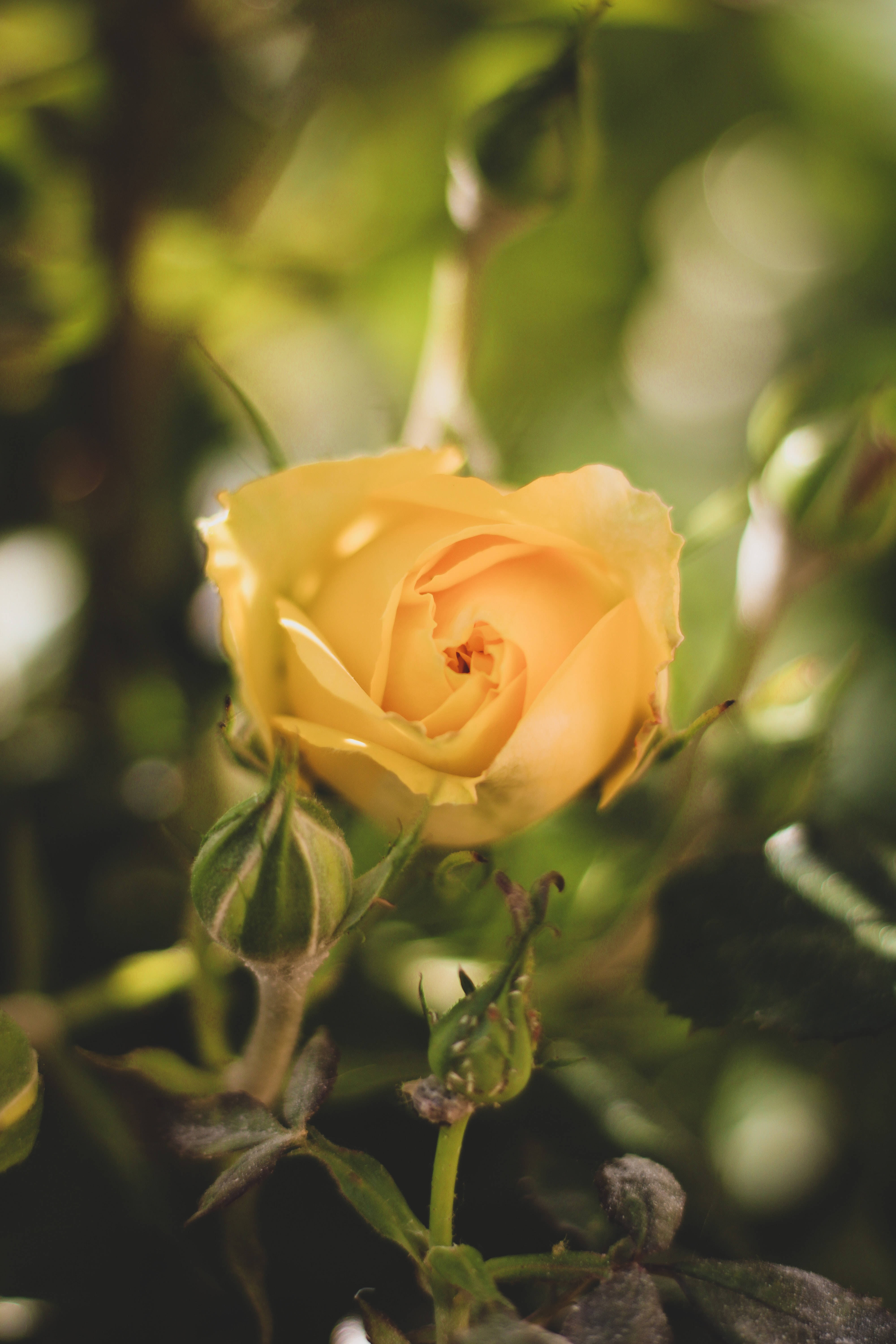Yellow Rose 桌布 壁紙 — 一朵柔和的黃玫瑰在模糊的綠色花園背景下，溫暖的陽光透過，輕輕綻放。