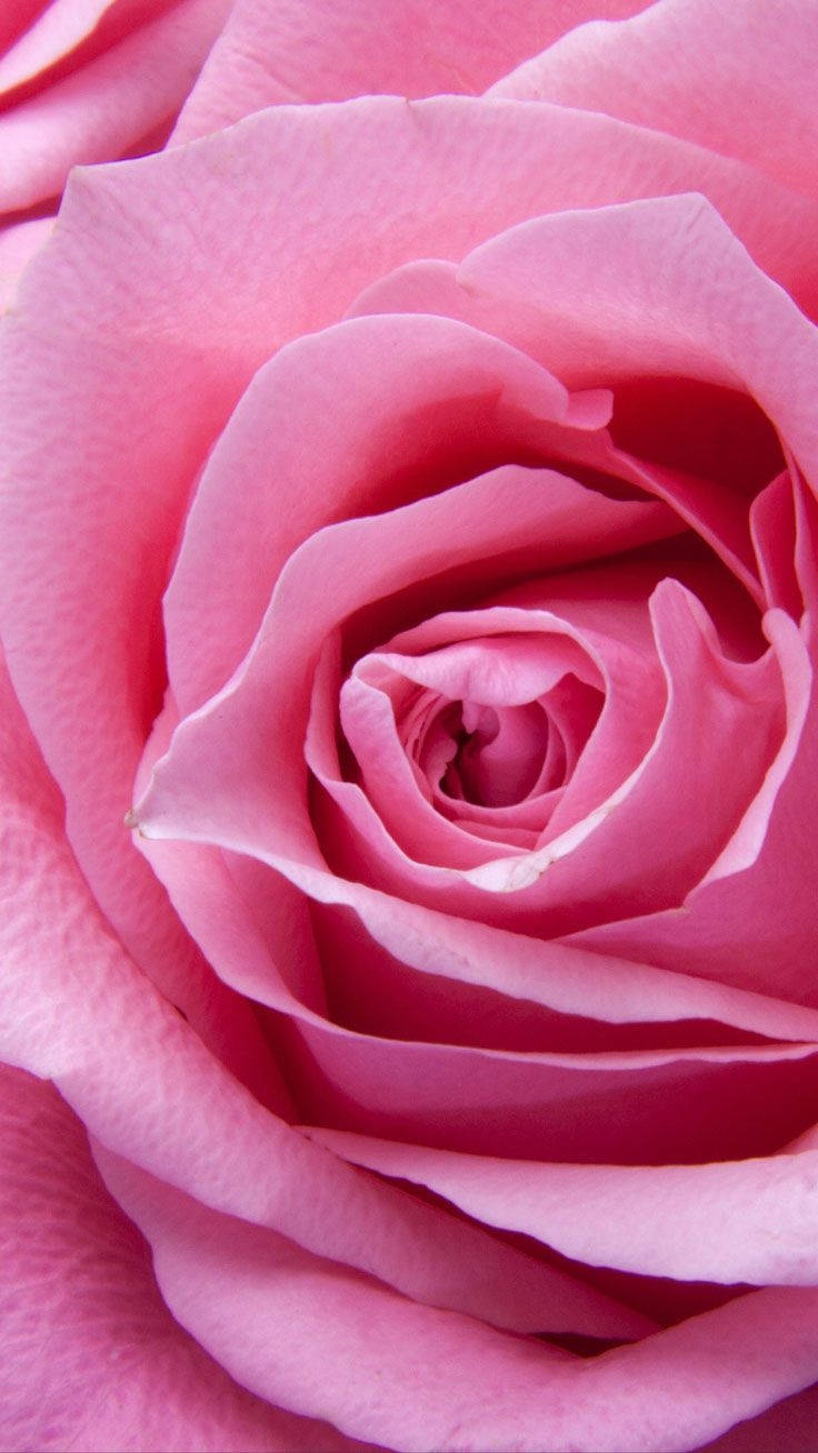 Rose iPhone 桌布 壁紙 — 一朵柔和粉紅玫瑰的特寫，細膩分層的花瓣露出深粉紅色的花心。