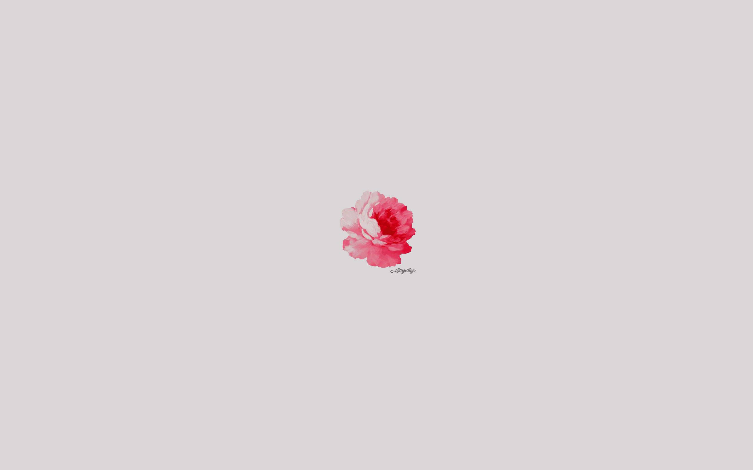 Minimalist Flower Computer 桌布 壁紙 — 一朵柔和粉紅與紅色調的精緻水彩玫瑰，置於低調灰色背景中央。