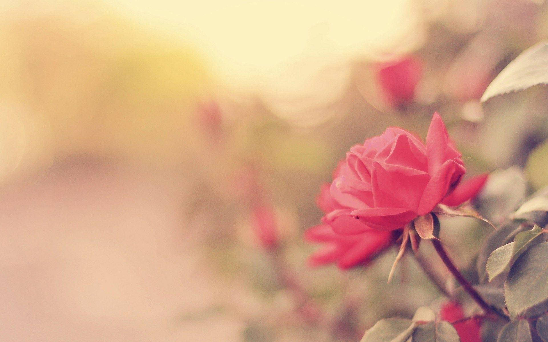 Rose Flower 桌布 壁紙 — 一朵柔焦粉紅玫瑰在溫暖金色模糊背景上輕輕綻放。