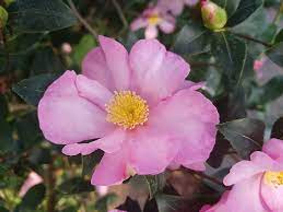 Camellia Sasanqua 桌布 壁紙 — 一朵柔粉色山茶花的特寫，帶有明亮的黃色花蕊，在茂密的綠葉中盛開。