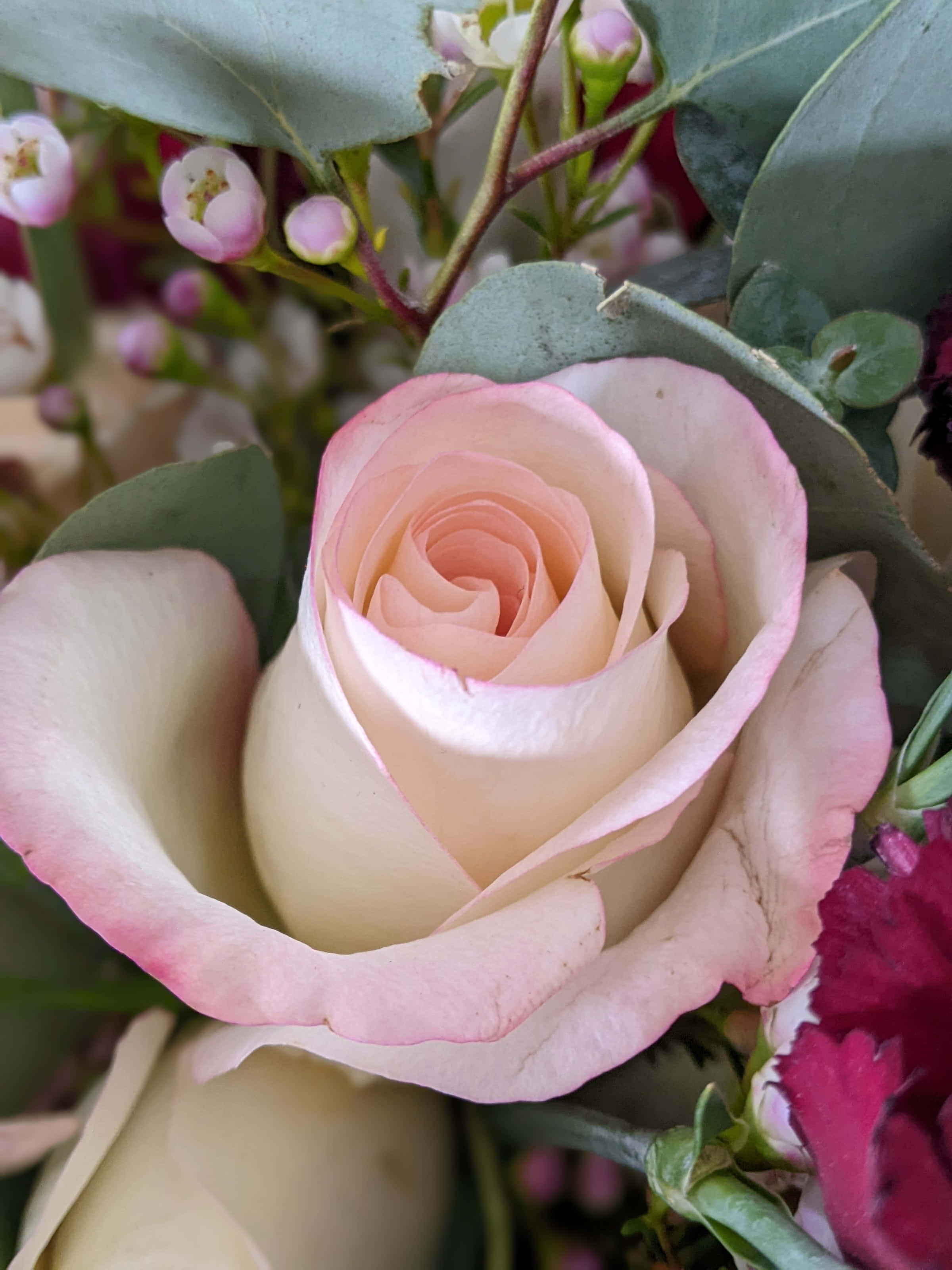 Rose Flower 桌布 壁紙 — 一朵柔粉色玫瑰的特寫，花瓣細膩，周圍環繞著綠色桉樹葉和小粉紅色花蕾。