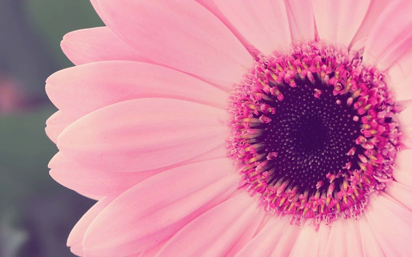 Daisy Laptop 桌布 壁紙 — 一朵柔粉色非洲菊雛菊的特寫，帶有深紫色花心和精緻花瓣。