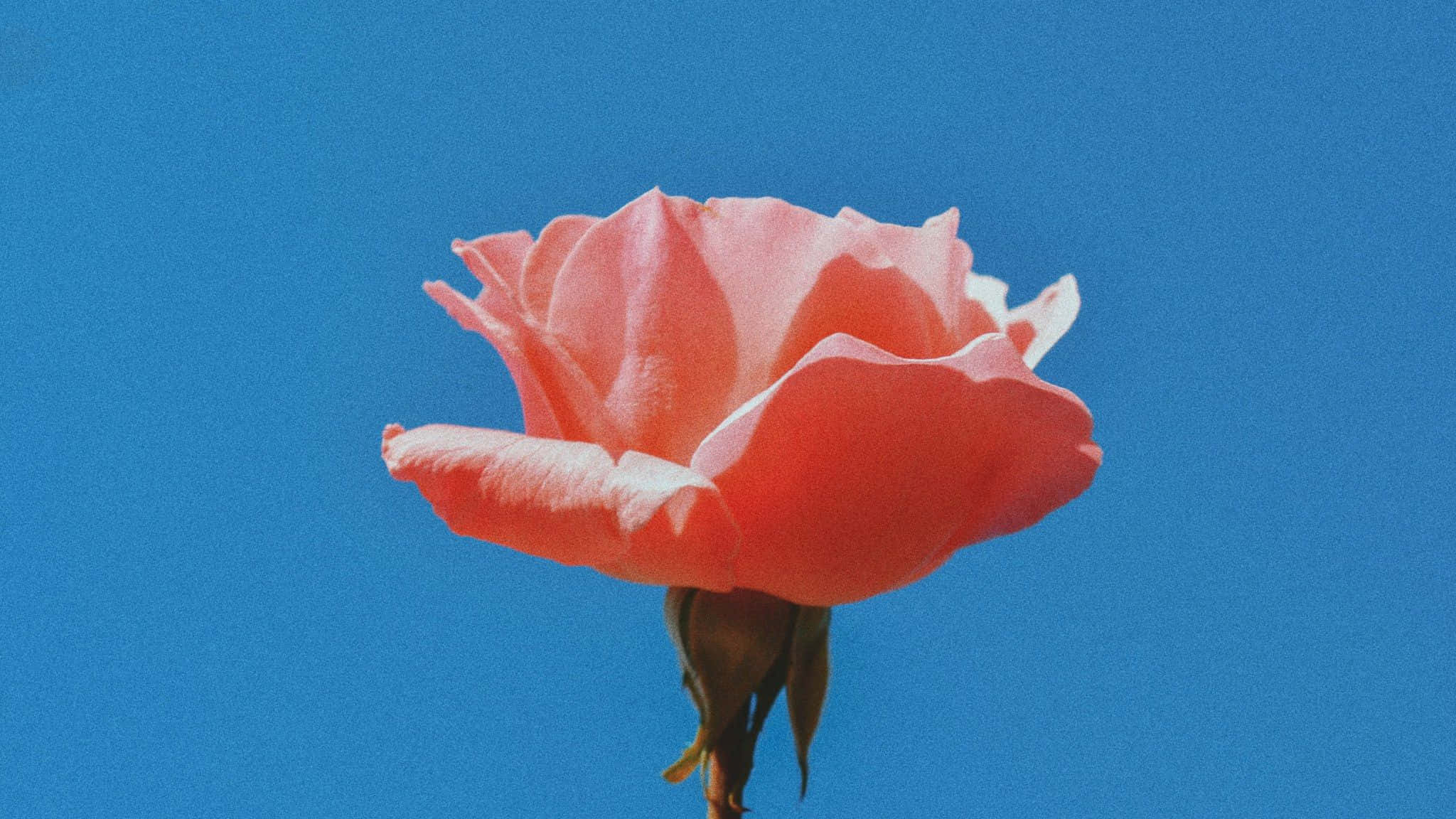 Pink Rose 桌布 壁紙 — 一朵柔軟的珊瑚玫瑰在鮮豔的藍天下綻放，光線柔和，質感細膩。