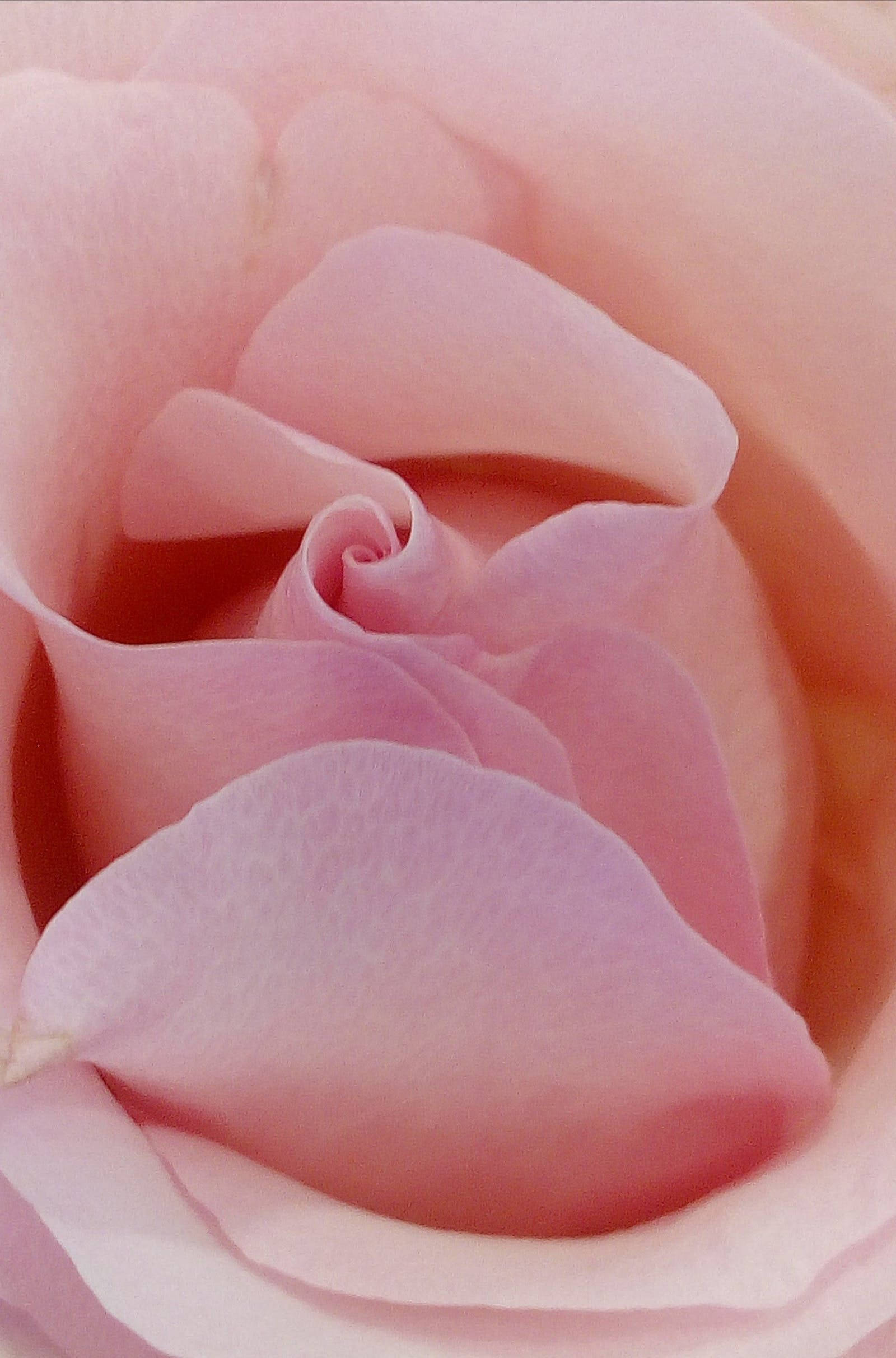 Rose Flower 桌布 壁紙 — 一朵柔軟的粉紅玫瑰蓓蕾以細膩的層次展開，展現出微妙的漸變和天鵝絨般的質感。