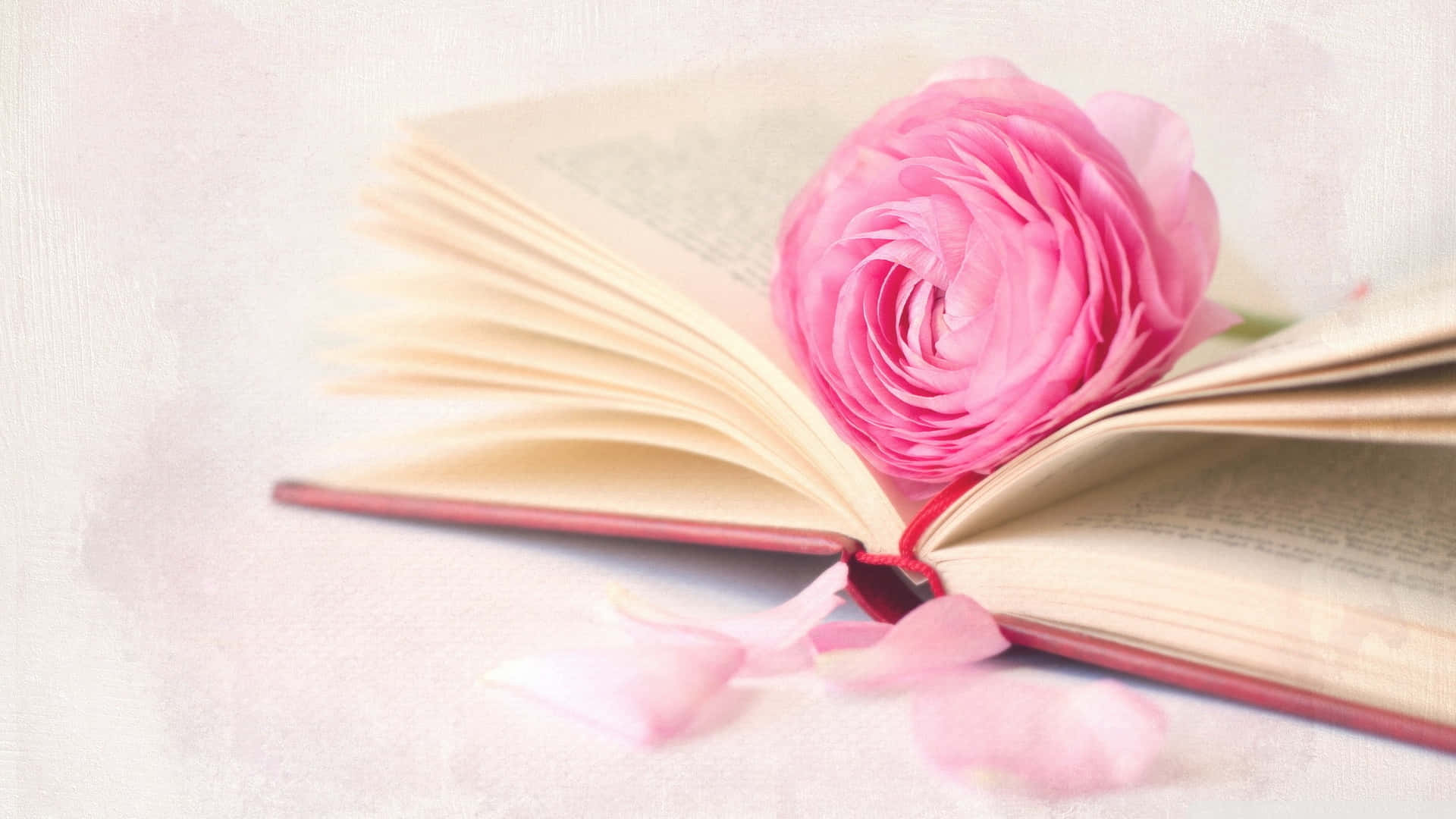Romance Literature 桌布 壁紙 — 一朵柔軟的粉紅色毛茛花放在一本打開的書上，花瓣散落在有紋理的白色表面上。