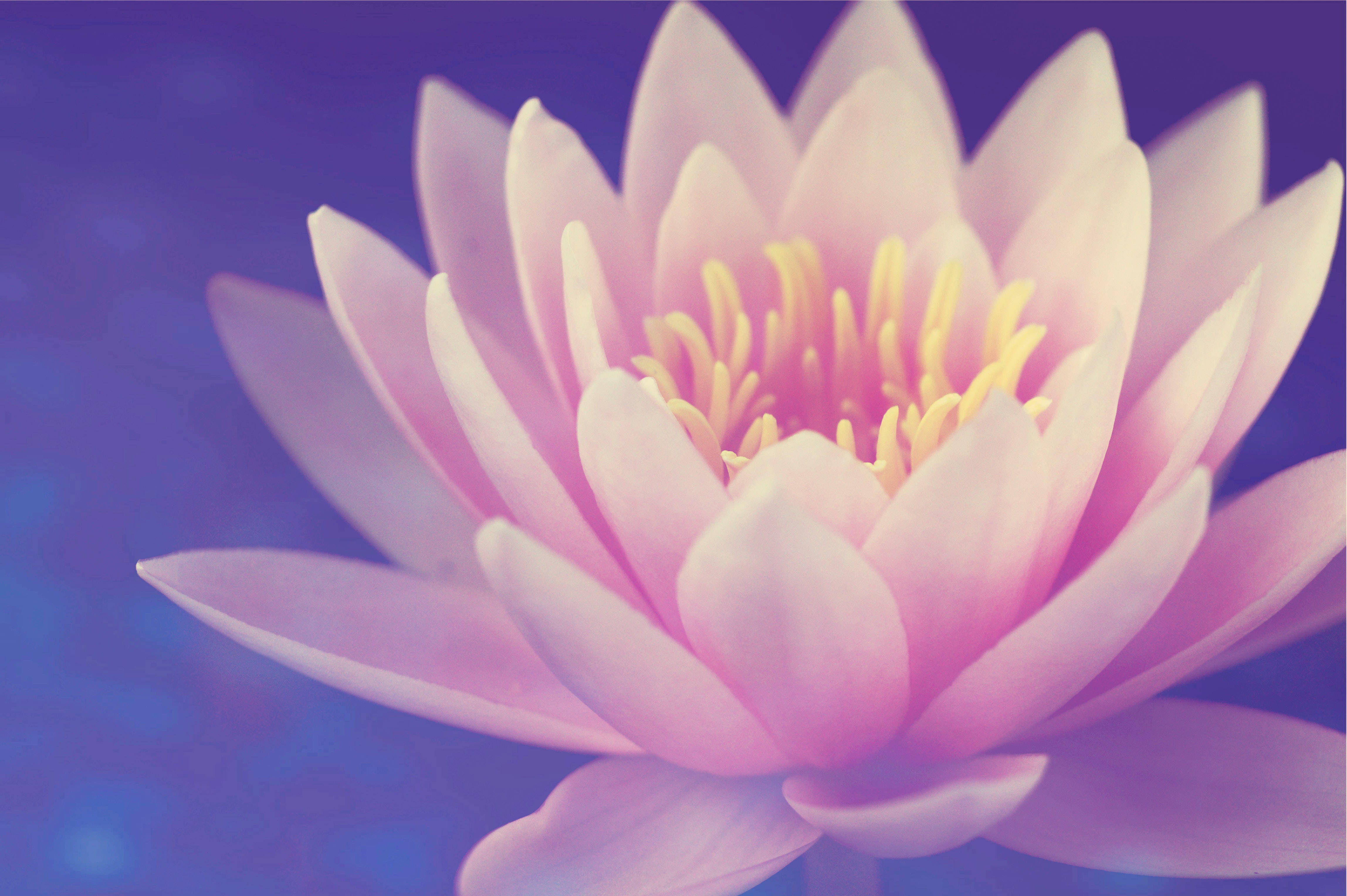 lotus 桌布 壁紙 — 一朵柔軟的粉紅色睡蓮，帶有黃色雄蕊，在夢幻的紫藍色背景上綻放。