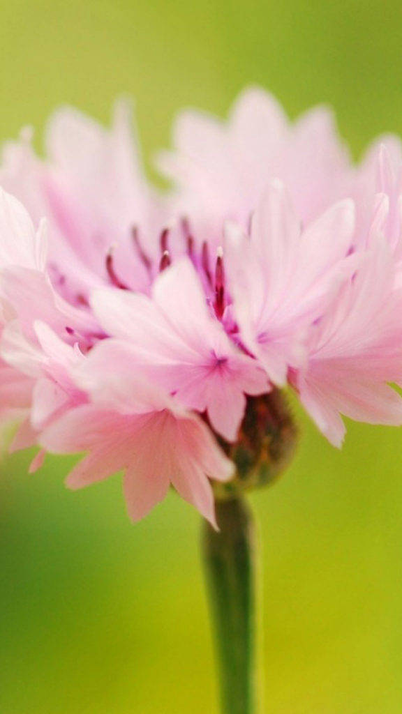 Pretty Pink 桌布 壁紙 — 一朵柔軟的粉紅色花朵，帶有精緻的花瓣和紫色雄蕊，在模糊的綠色背景下脫穎而出。
