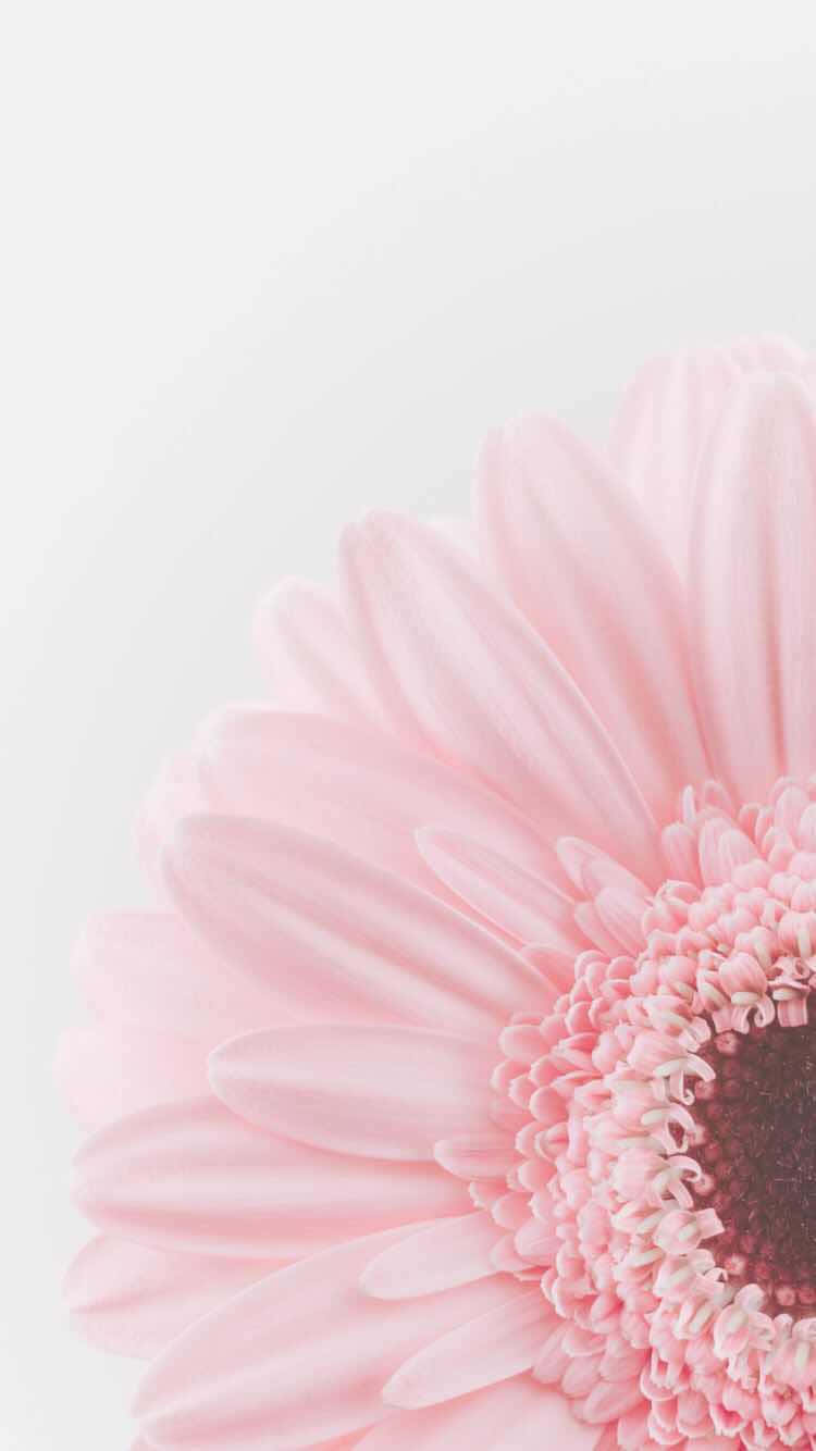 Pink Pastel 桌布 壁紙 — 一朵柔軟的粉紅色非洲菊雛菊在極簡白色背景上綻放，帶有精緻的花瓣和紋理中心。