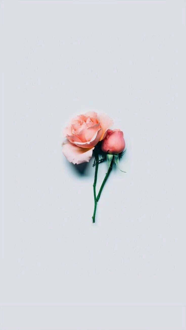 Minimalist Flower Computer 桌布 壁紙 — 一朵柔軟的蜜桃玫瑰和花蕾放在淺灰色紋理表面上，投下微妙的陰影。