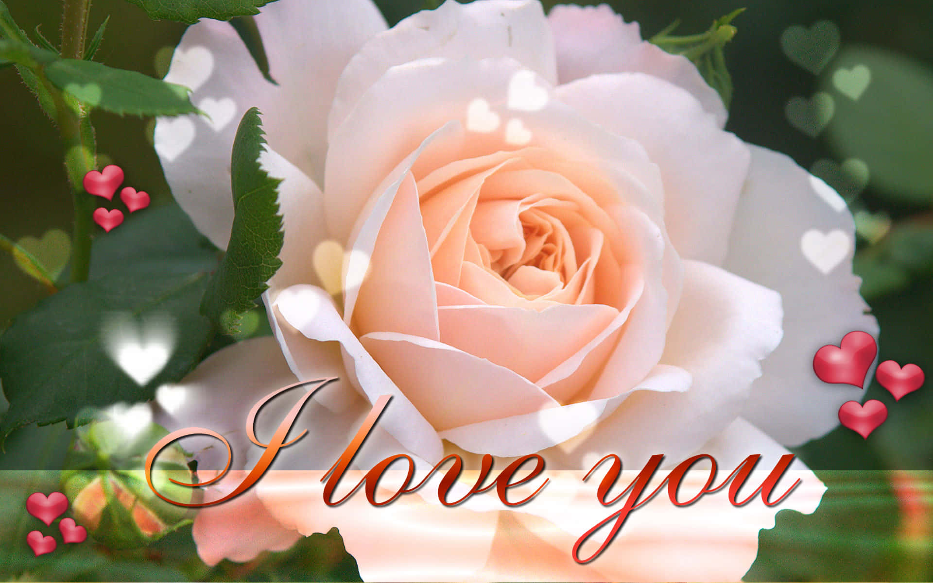 love you 桌布 壁紙 — 一朵柔軟的蜜桃玫瑰盛開，帶有心形散景和浪漫手寫體的「I love you」文字。