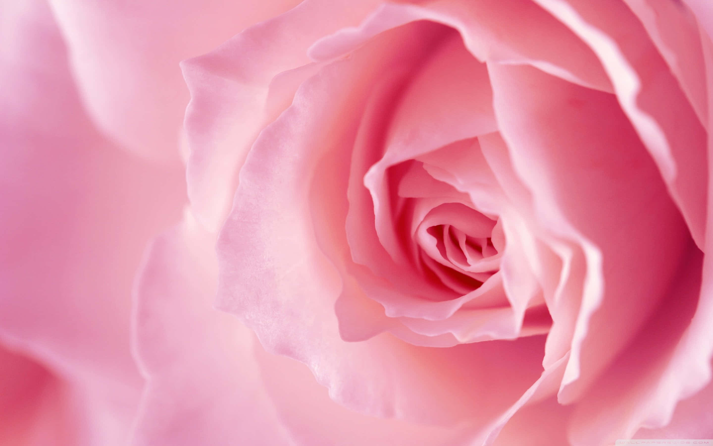 Pink Rose 桌布 壁紙 — 一朵柔軟粉紅玫瑰的特寫，細膩的花瓣以柔和粉彩漸變向內螺旋。